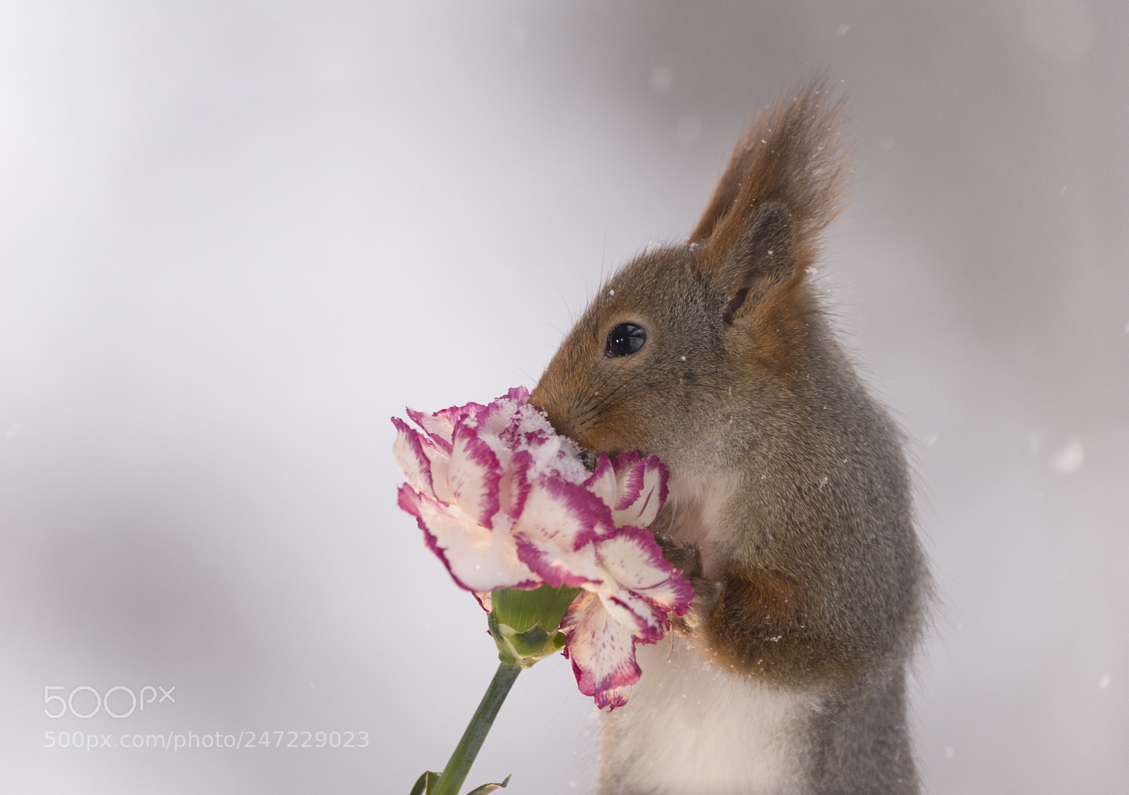 Nikon D810 sample photo. Closeup of red squirrel photography