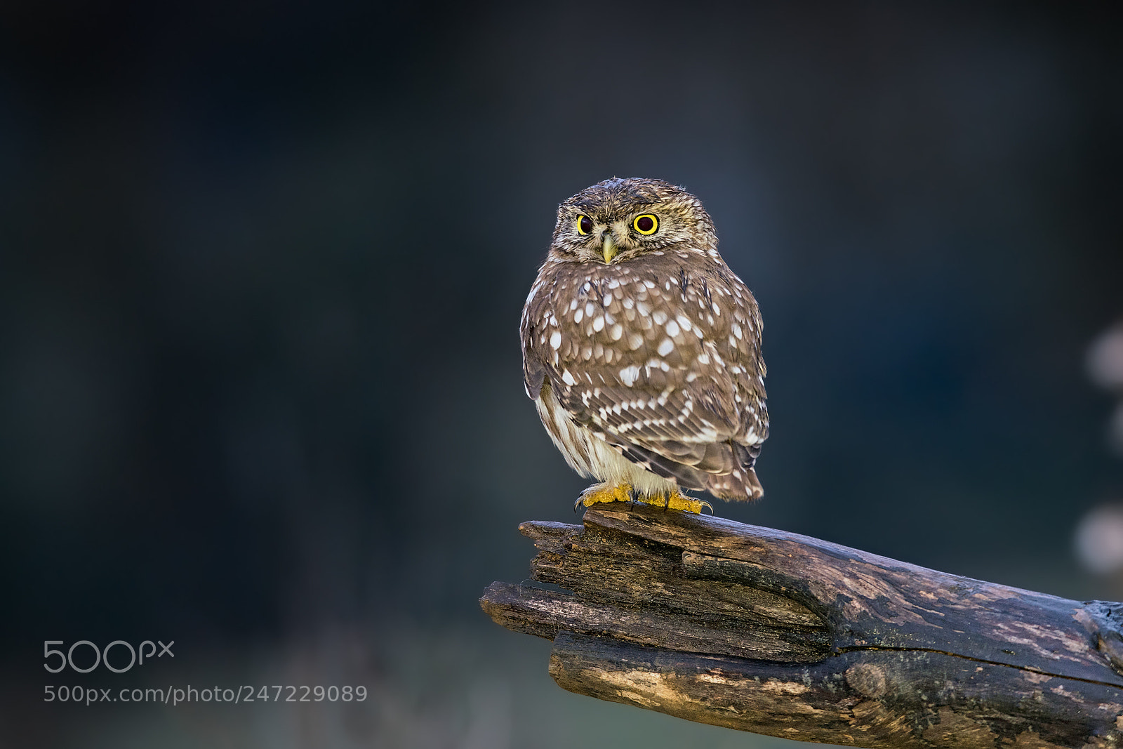 Sony a99 II sample photo. Owl photography