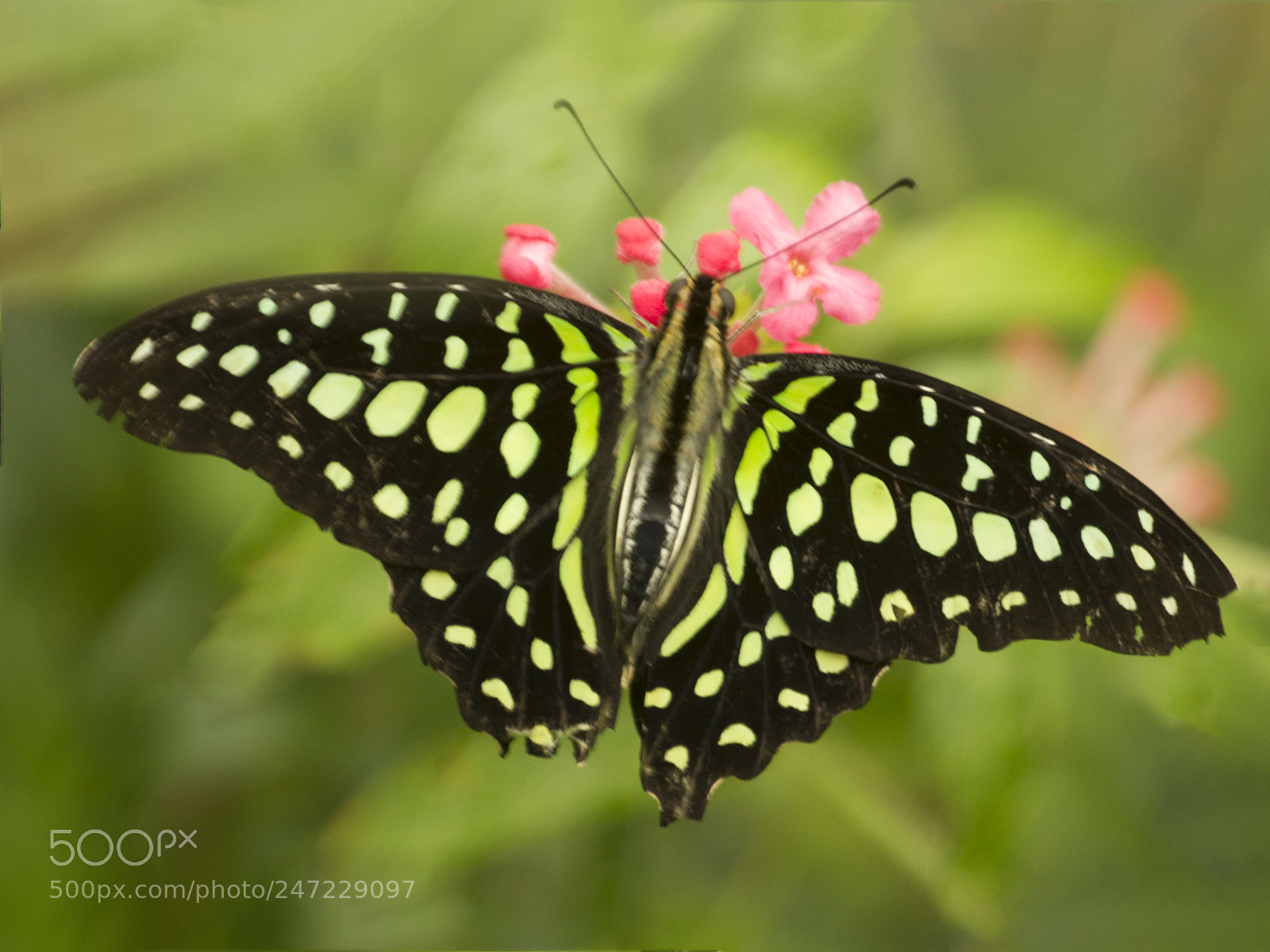 Canon EOS 7D sample photo. Graphium agamemmon photography