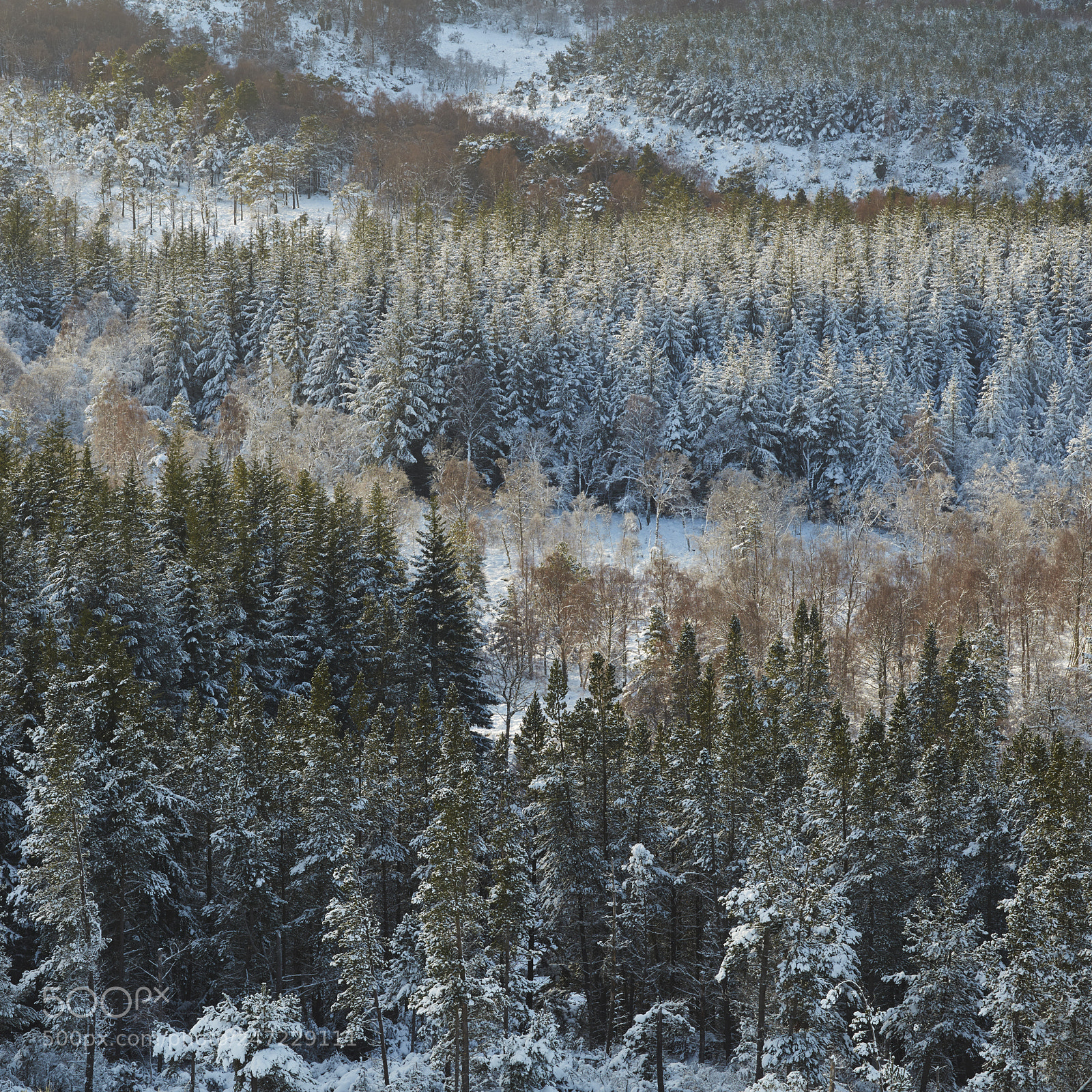 Canon EOS 5DS R sample photo. Natural patterns photography