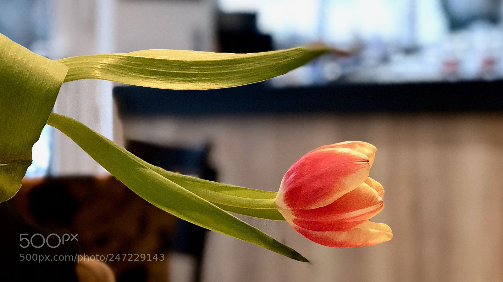 Apple iPhone X sample photo. Flower photography