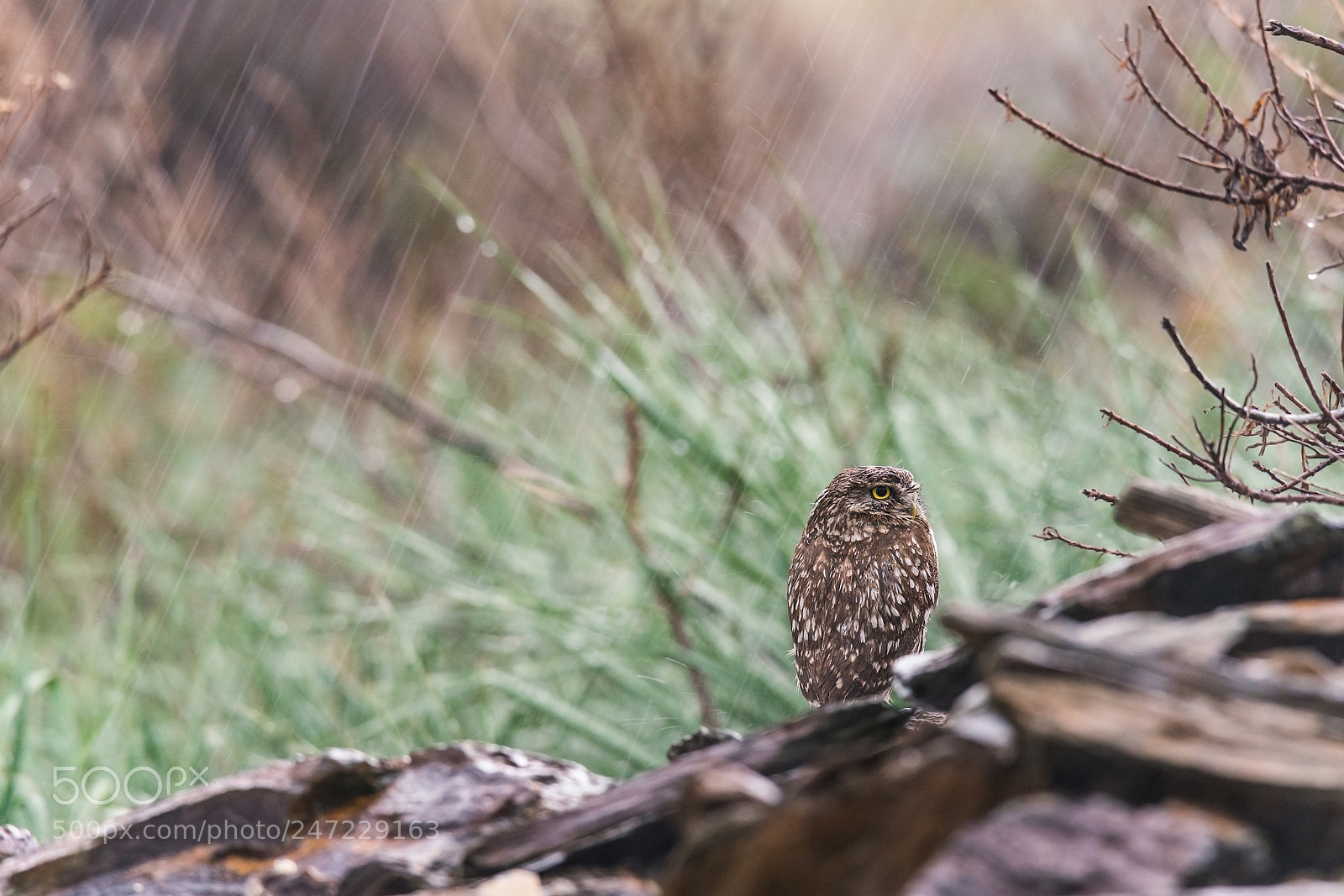 Sony a99 II sample photo. Under the rain photography