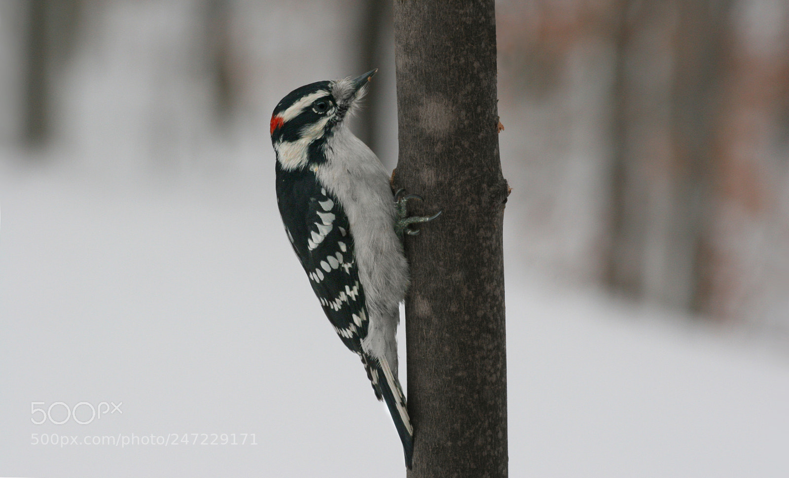 Canon EOS 20D sample photo. Picture photography
