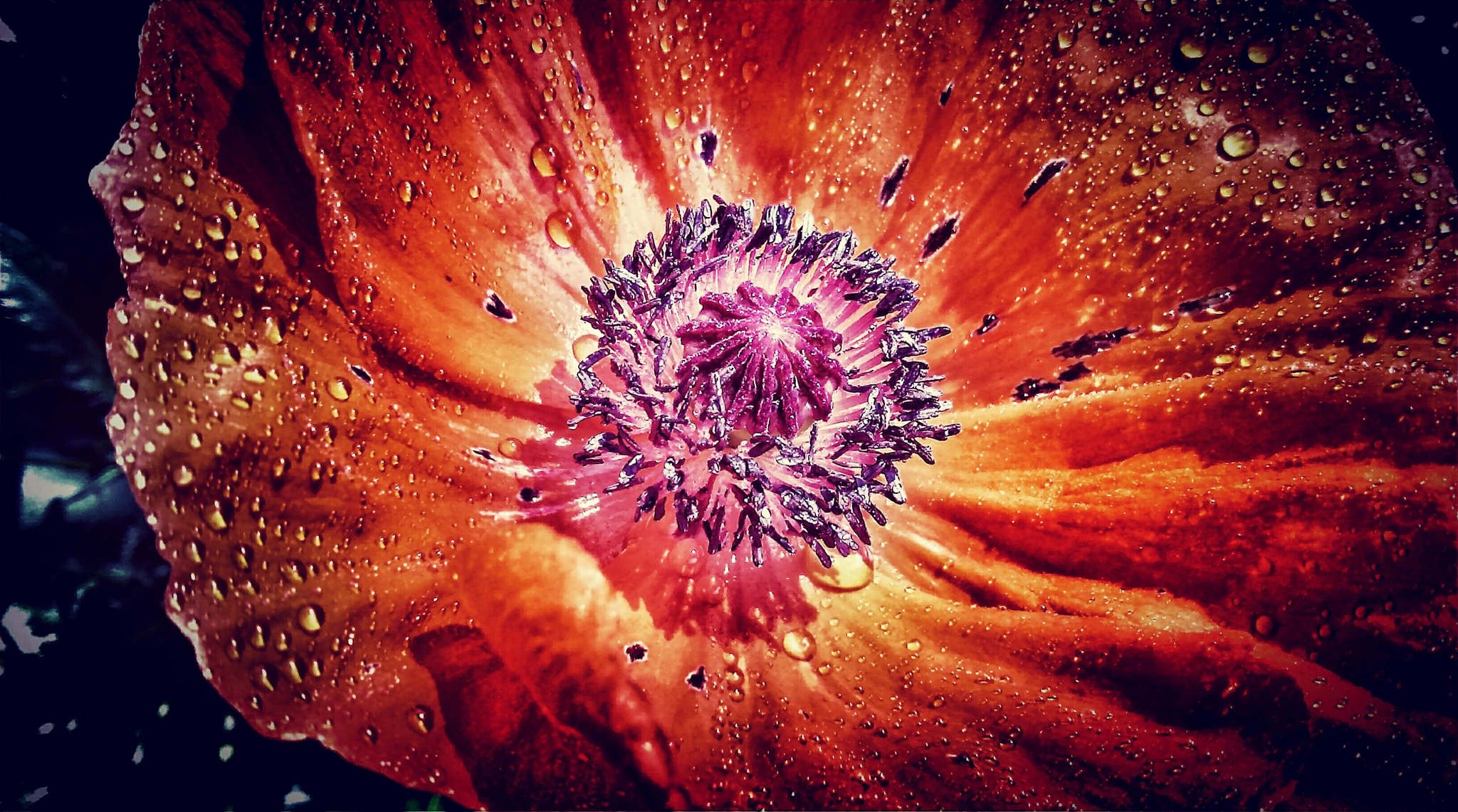 LG OPTIMUS L9 II sample photo. Poppy fire photography