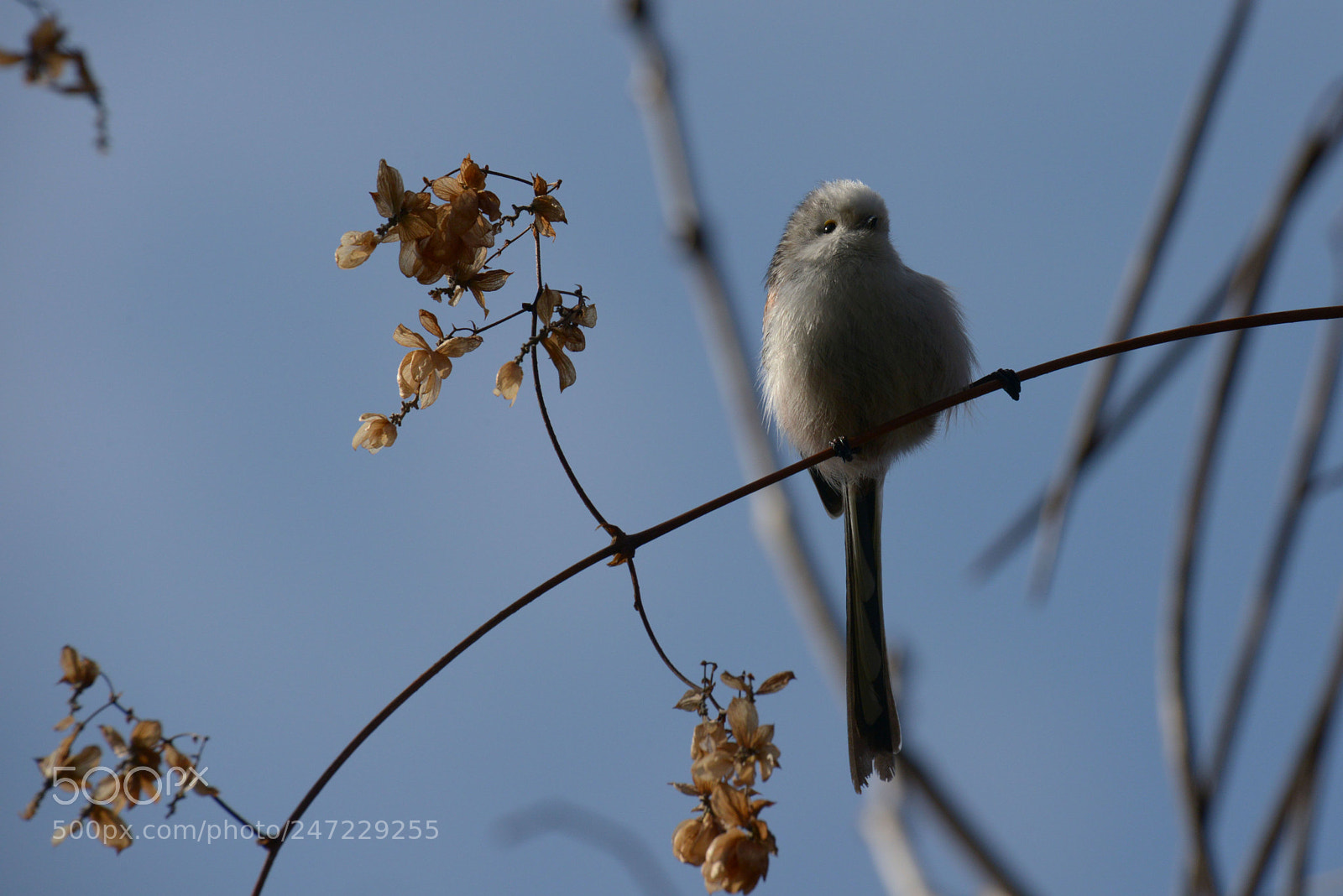 Nikon D800 sample photo. Schwanzmeise photography