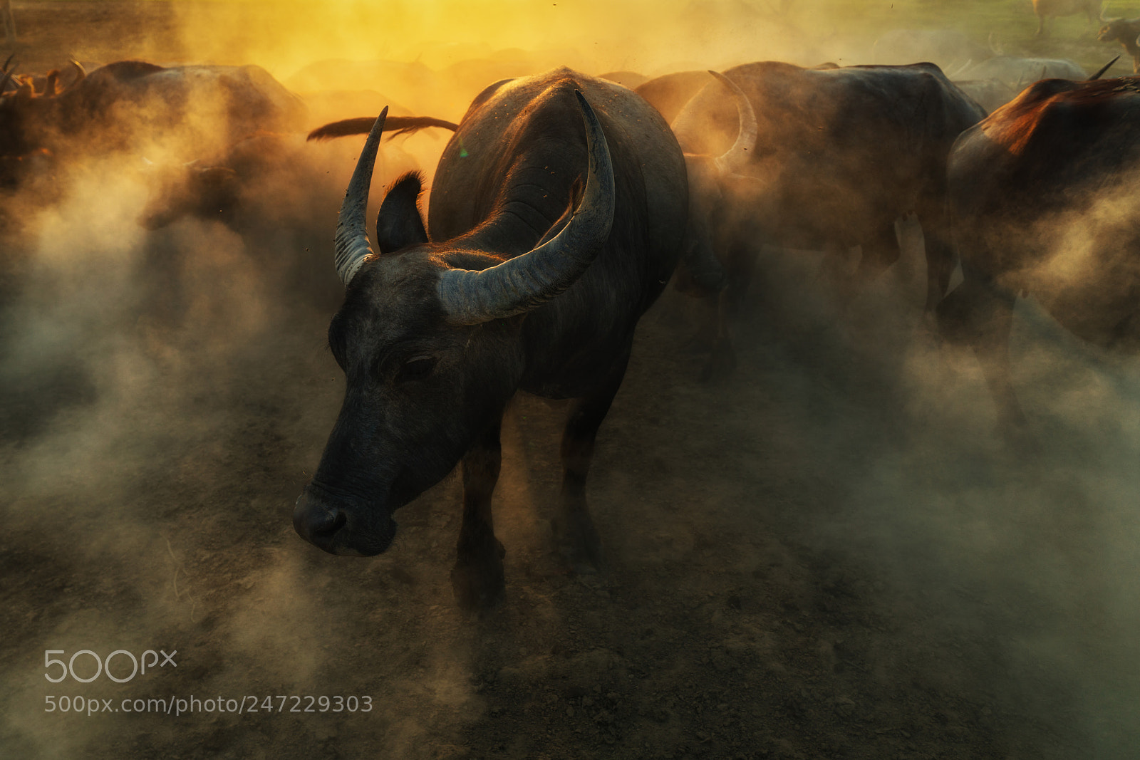Sony a7R III sample photo. Many buffalo in the photography