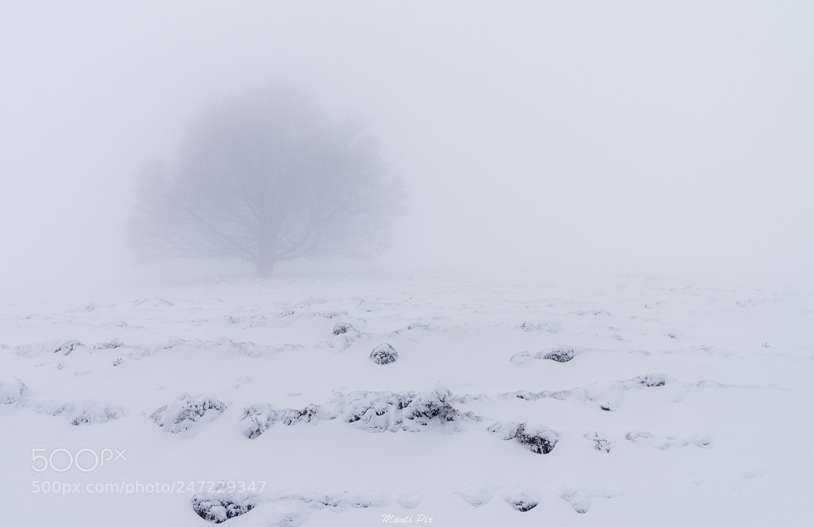 Nikon D810 sample photo. White out photography