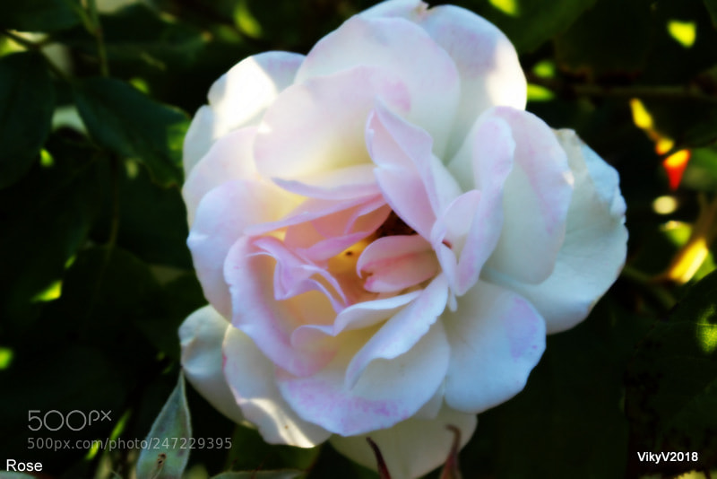 Canon EOS 1300D (EOS Rebel T6 / EOS Kiss X80) sample photo. Rose square collipulli photography