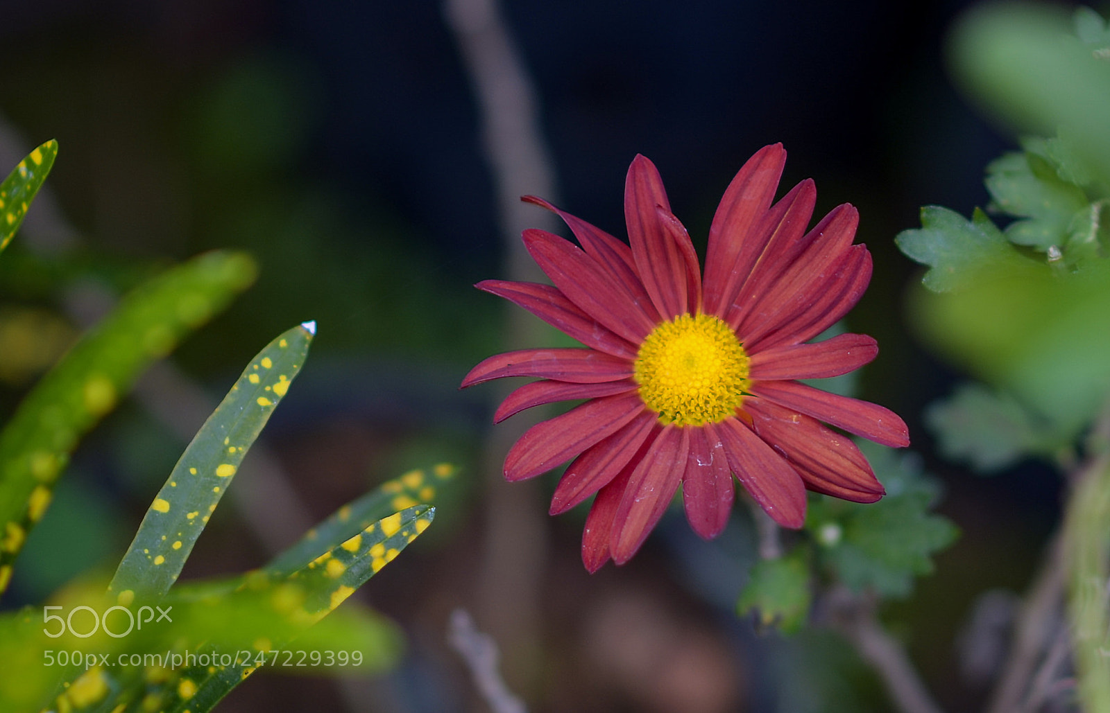 Nikon D5100 sample photo. Flower photography