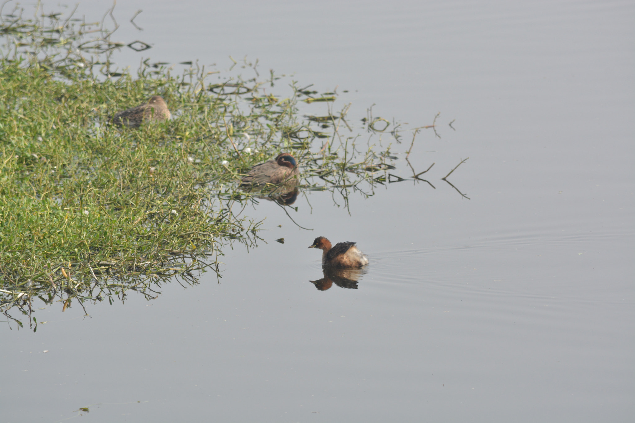 Nikon D5200 sample photo. Duckling photography