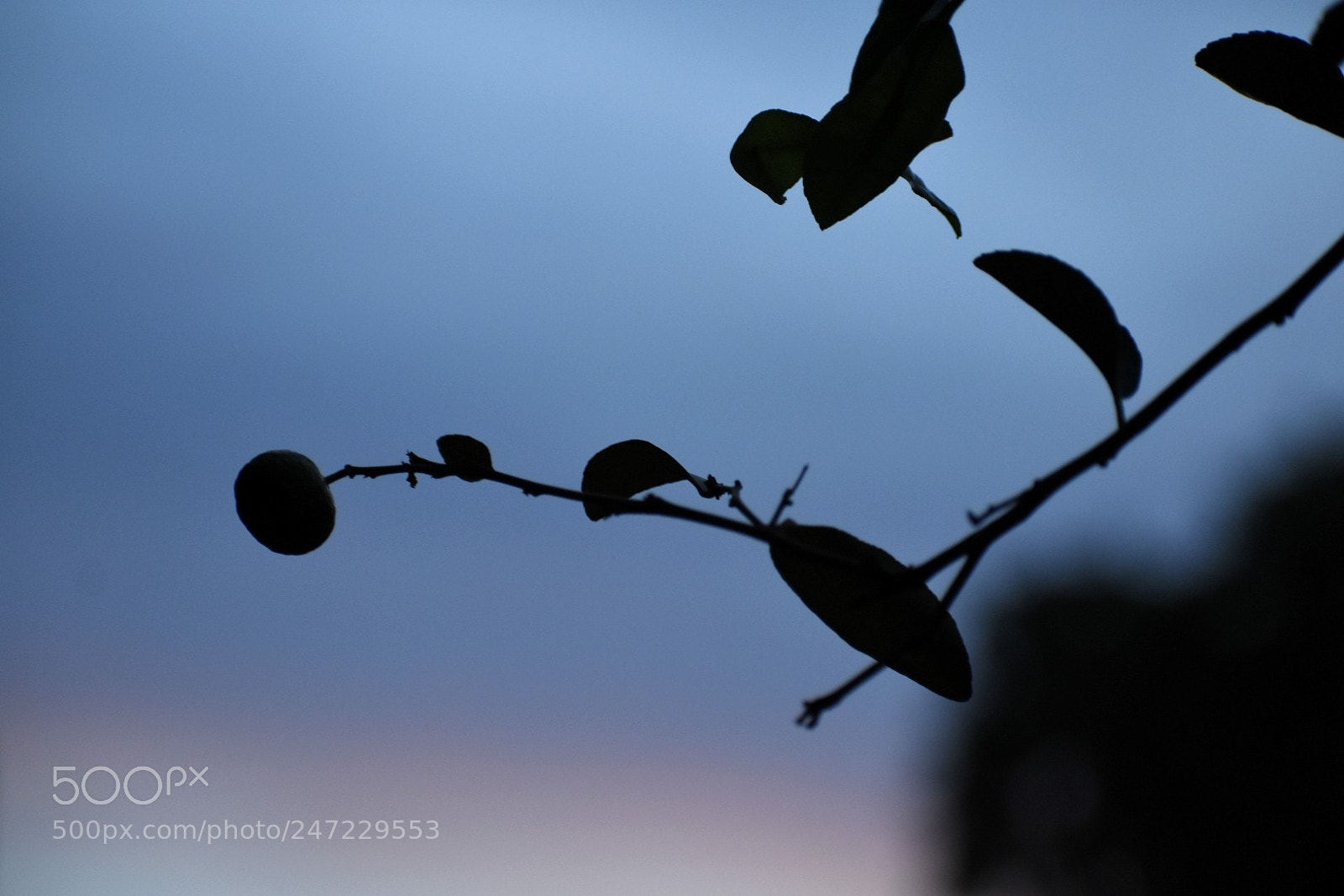 Nikon D3400 sample photo. El rbol m s photography