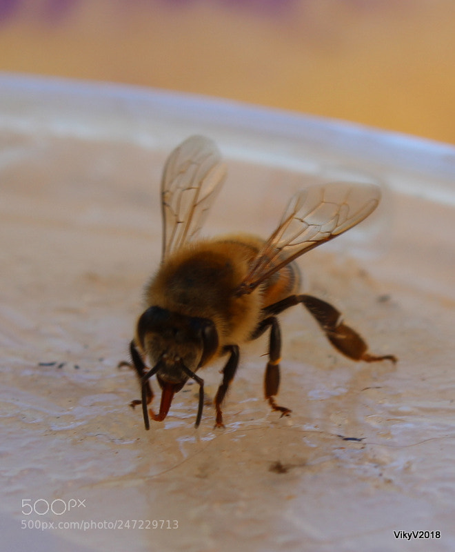 Canon EOS 1300D (EOS Rebel T6 / EOS Kiss X80) sample photo. Bee photography