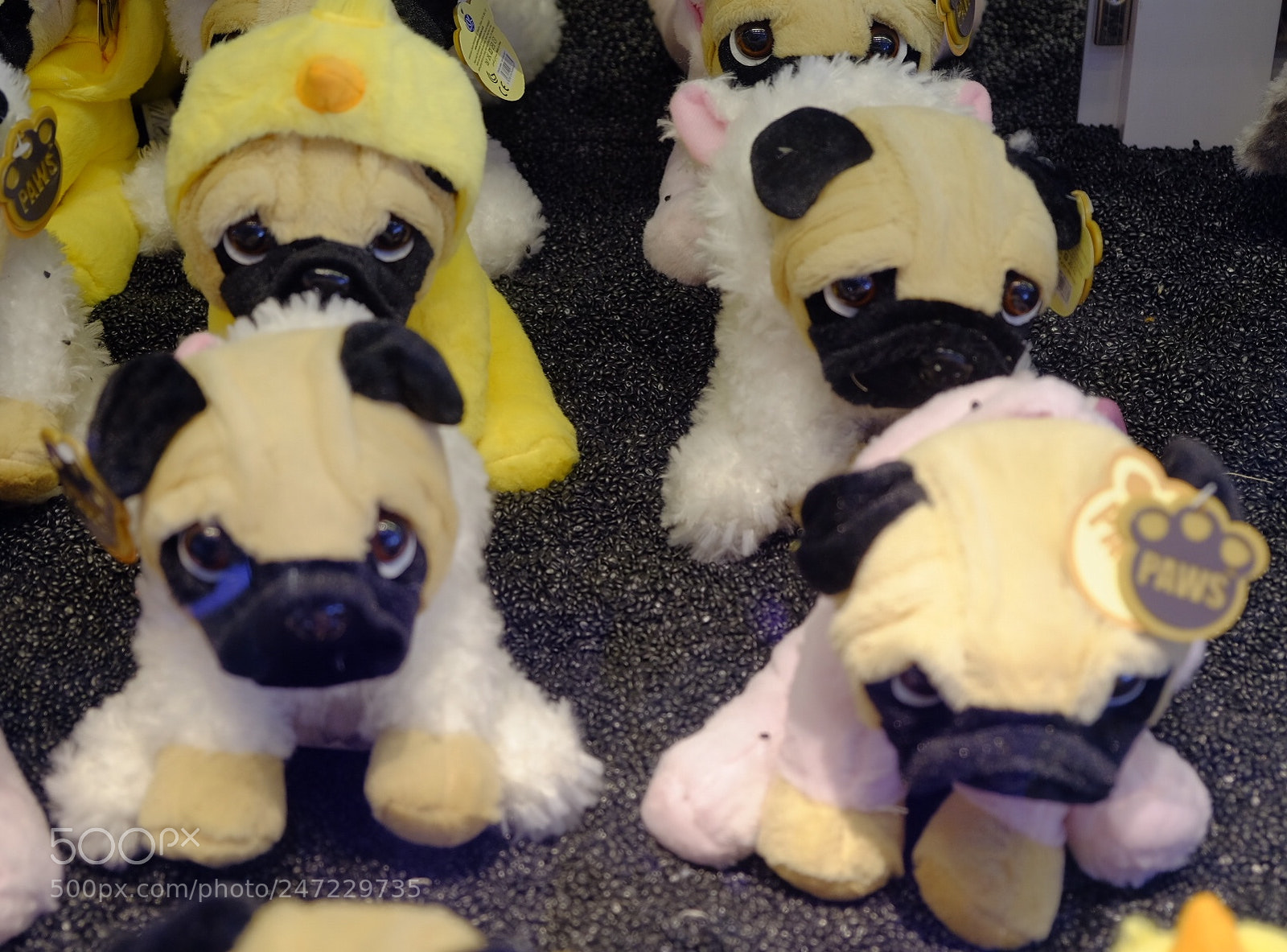 Fujifilm X-T1 sample photo. Pug life! photography