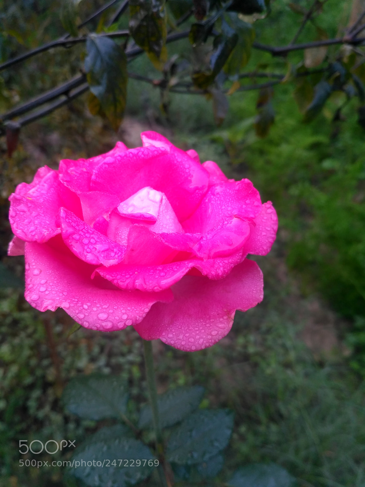 Xiaomi Redmi 3S sample photo. Awesome rose photography