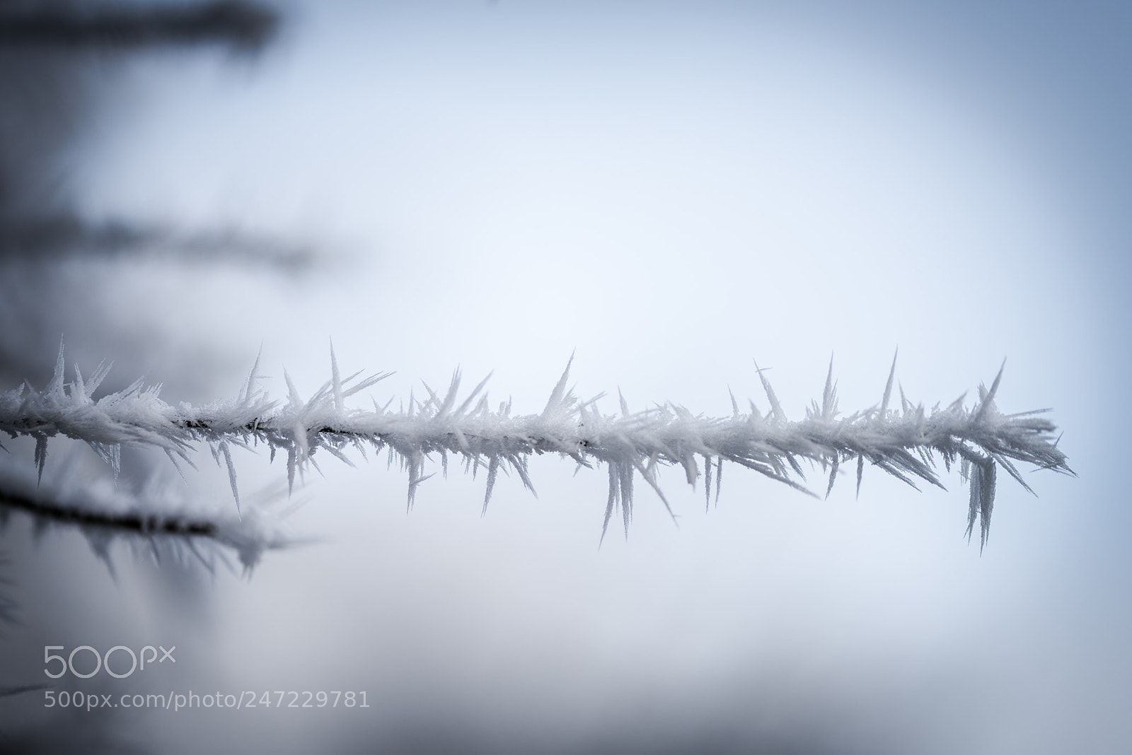 Nikon D810 sample photo. It's cold photography