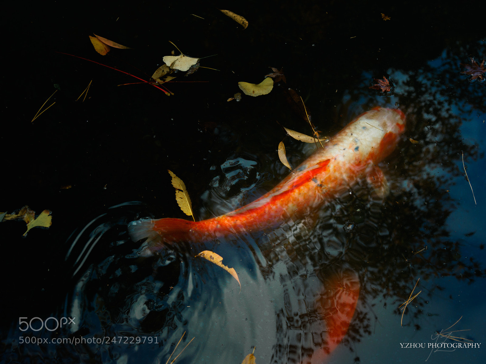 Olympus OM-D E-M1 Mark II sample photo. Koi fish photography