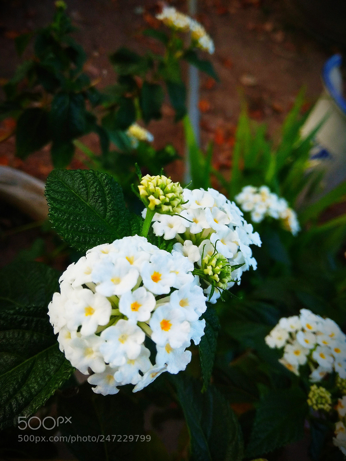 Xiaomi Redmi Note 4 sample photo. Untitled photography