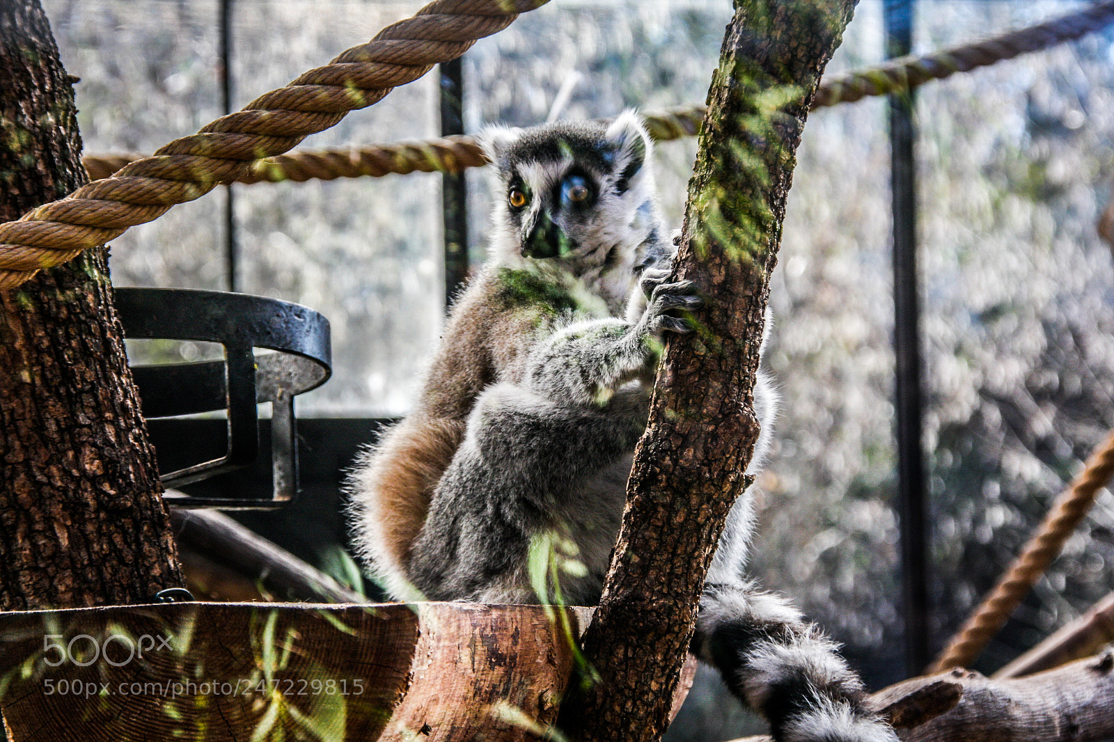 Canon EOS 40D sample photo. Lemur photography
