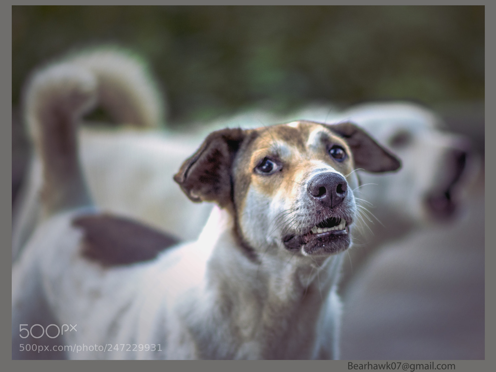 Nikon D7200 sample photo. 185.jpg photography