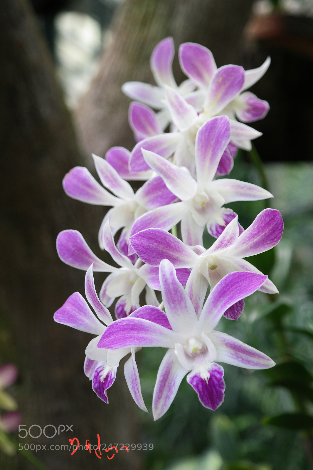 Samsung NX30 sample photo. Wild orchid photography