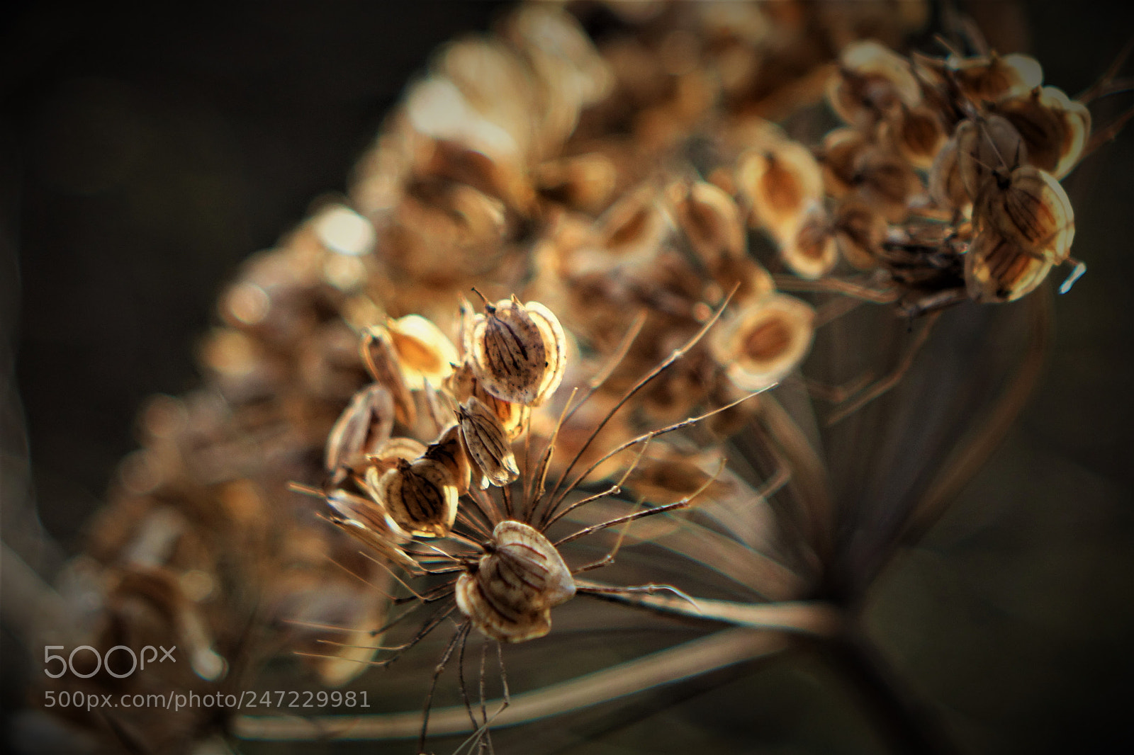 Sony Cyber-shot DSC-RX10 sample photo. Sunlit seedhead photography