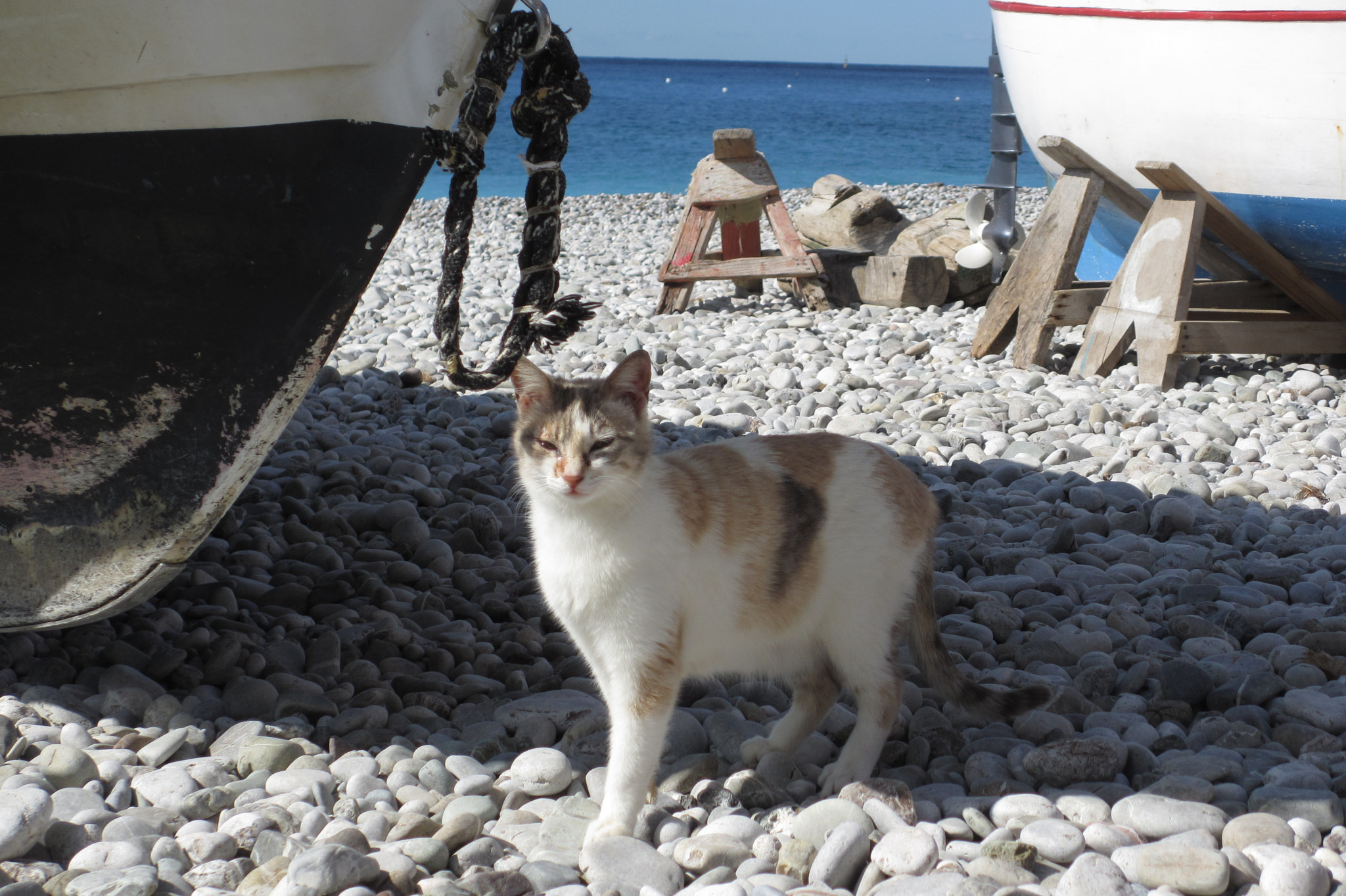 Canon PowerShot ELPH 310 HS (IXUS 230 HS / IXY 600F) sample photo. Katze fischerboote nerano italien photography