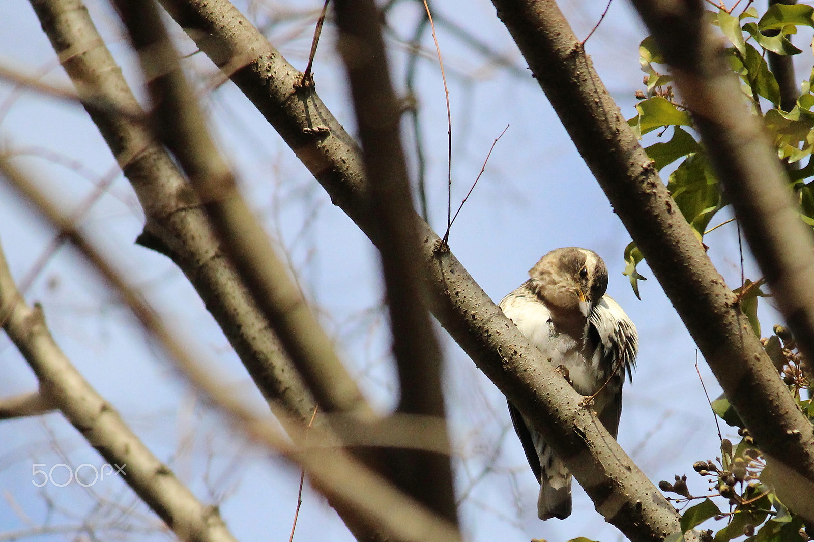 Canon EOS 100D (EOS Rebel SL1 / EOS Kiss X7) sample photo. The guardian of the forest photography