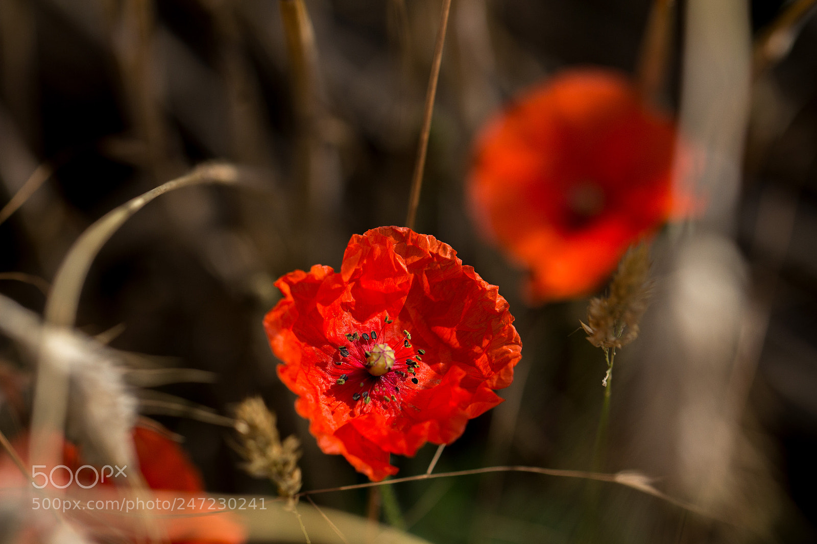 Canon EOS 700D (EOS Rebel T5i / EOS Kiss X7i) sample photo. Mohnblume photography