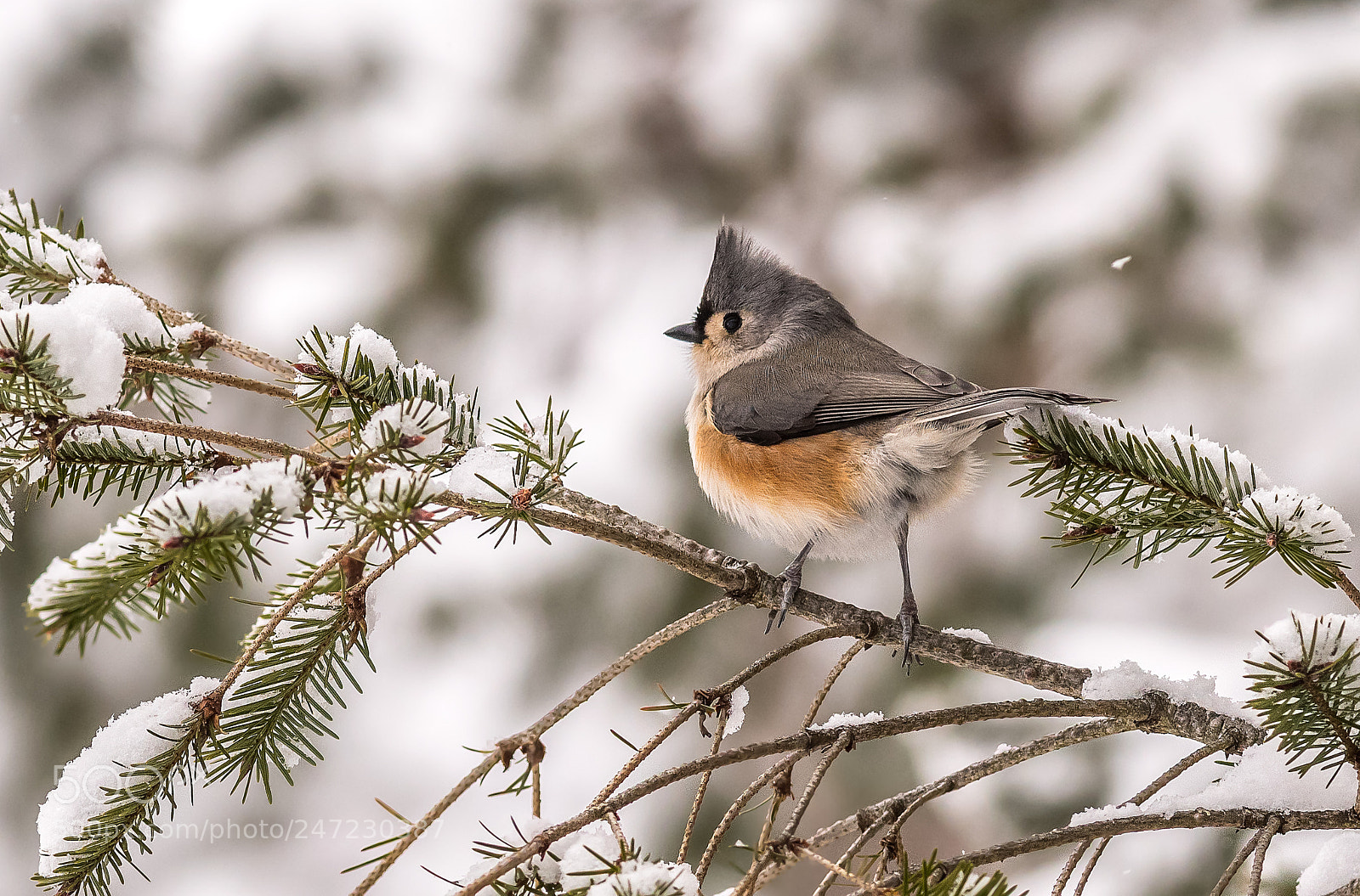 Nikon D500 sample photo. Tufted tit in winter photography