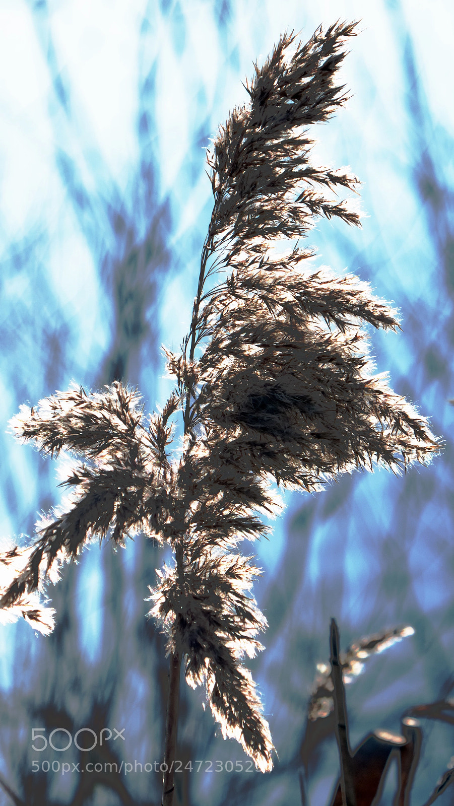 Panasonic Lumix DMC-ZS100 (Lumix DMC-TZ100) sample photo. Winter feeling photography