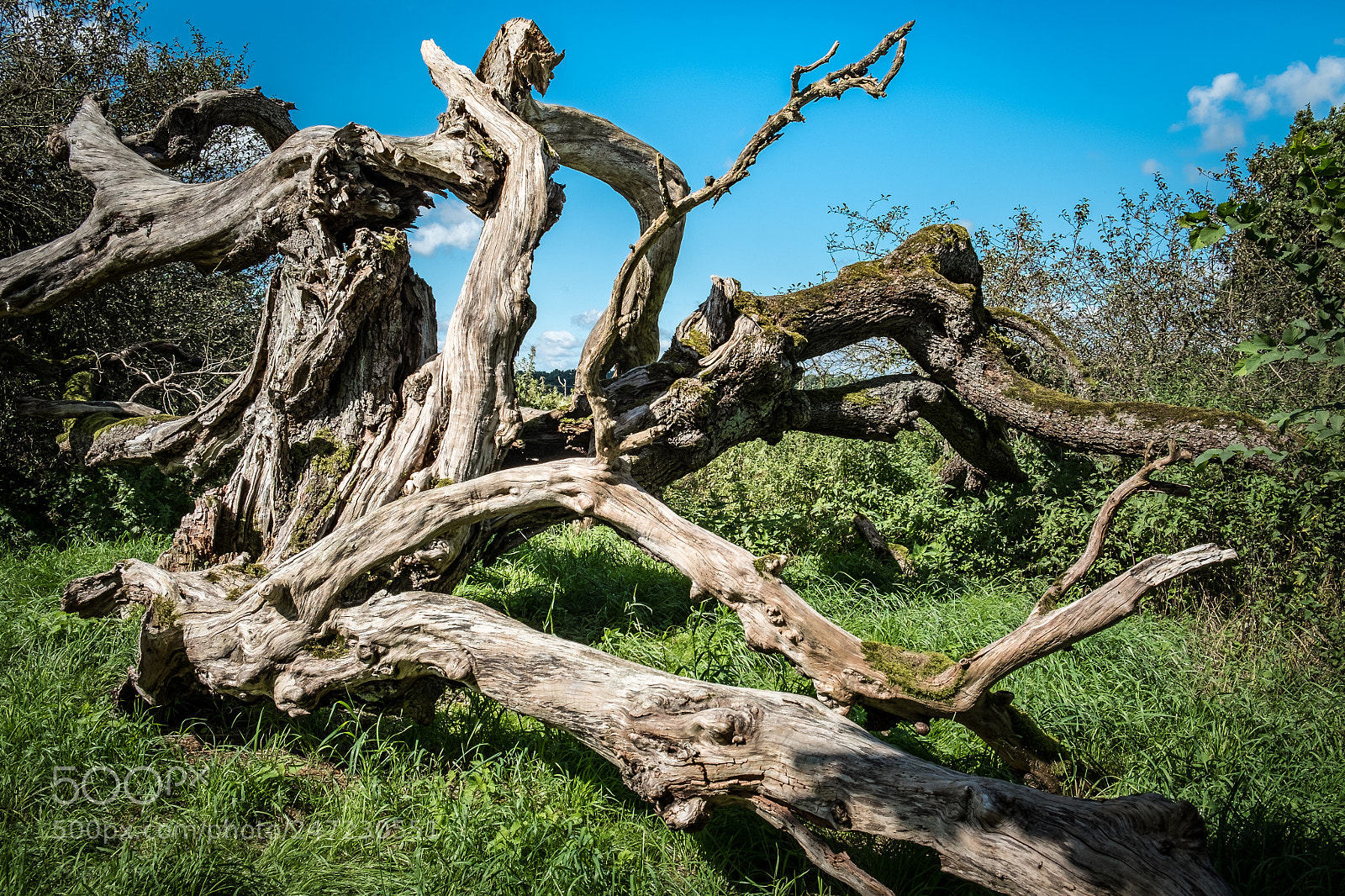 Fujifilm X-E2S sample photo. Ltester apfelbaum deutschlands bei photography