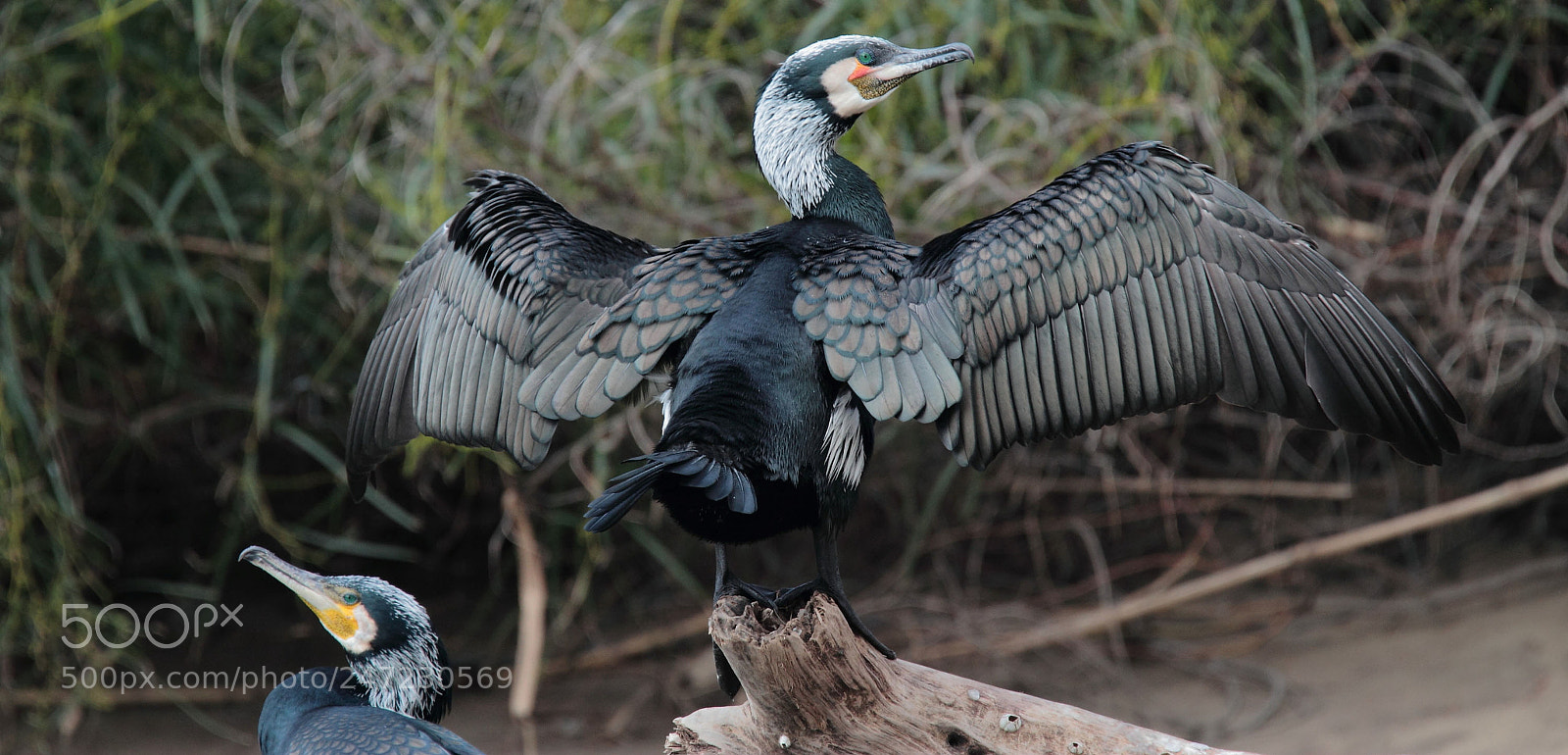 Canon EOS 7D sample photo. The great cormorant phalacrocorax photography