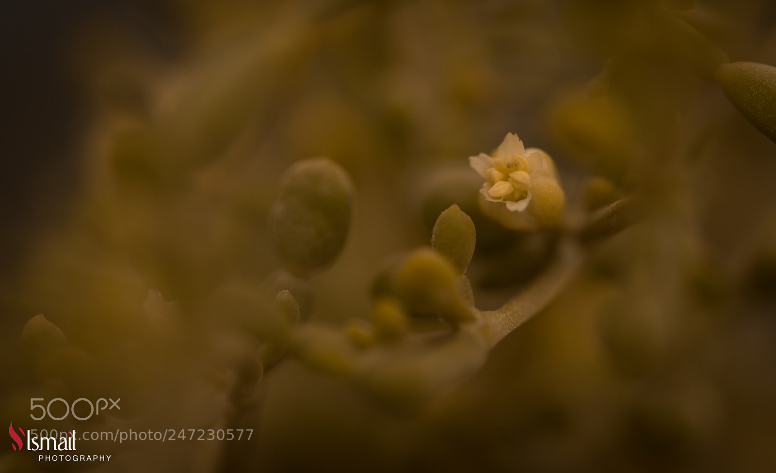 Nikon D800 sample photo. Flower photography