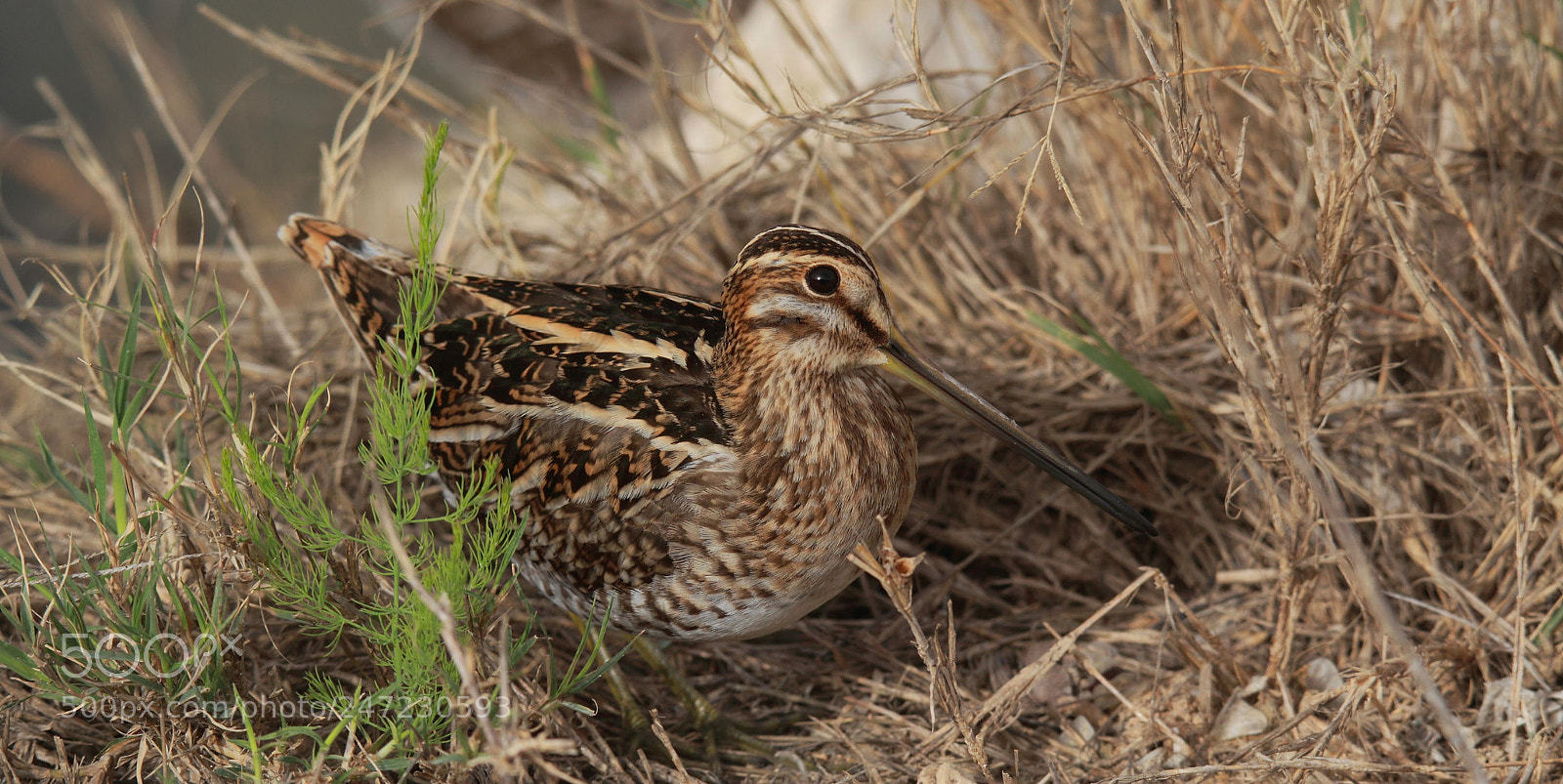 Canon EOS 7D sample photo. The common snipe gallinago photography