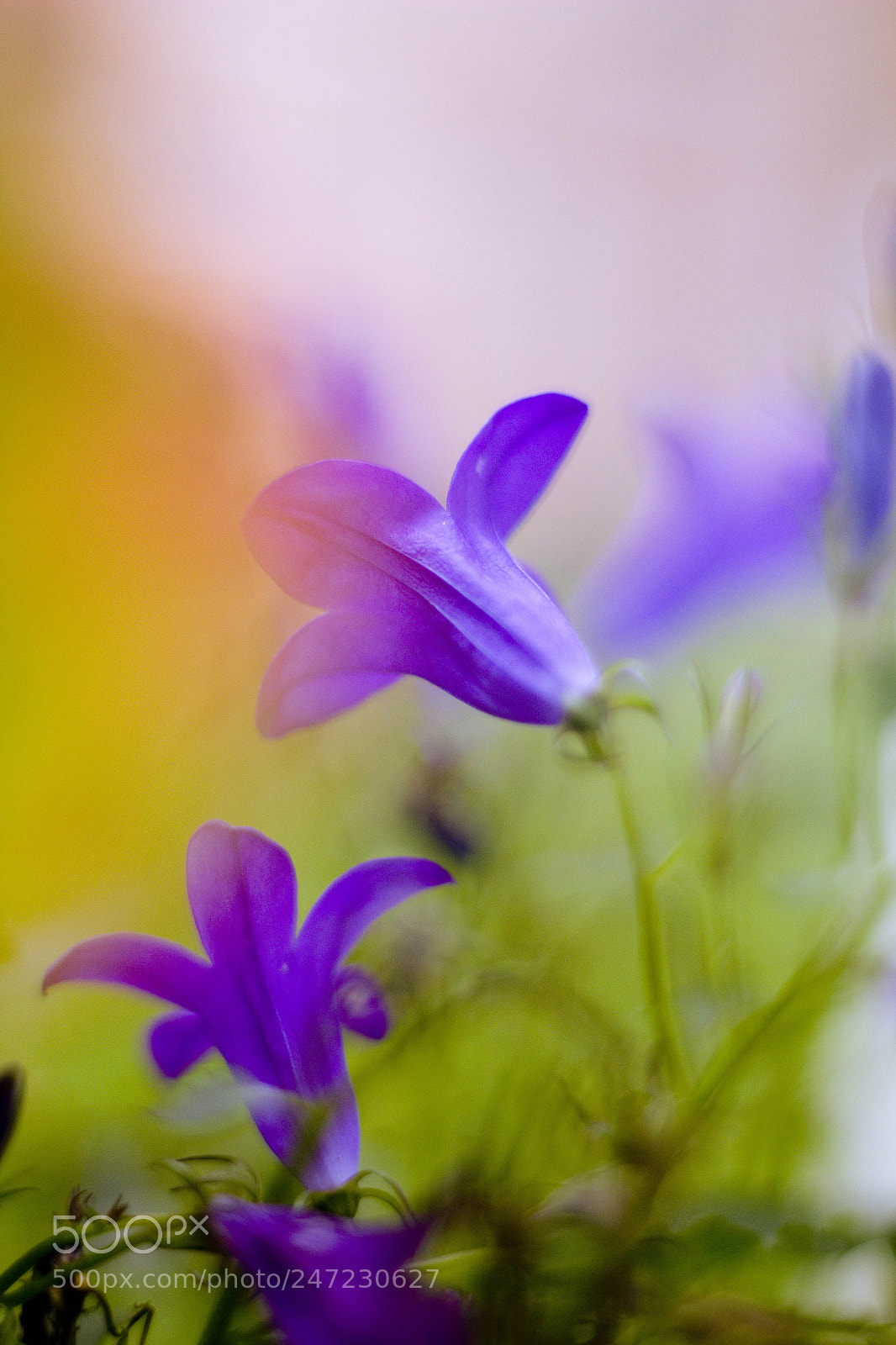 Canon EOS 60D sample photo. 7 photography
