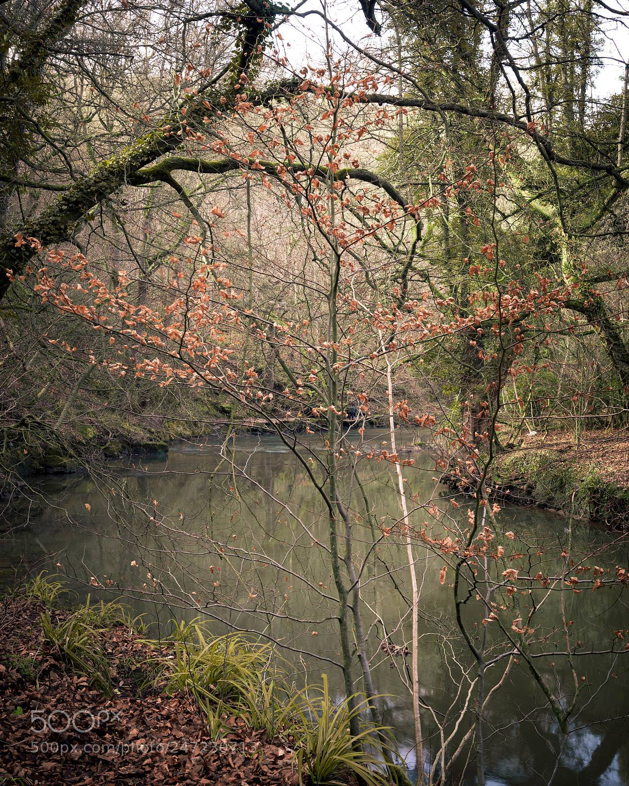 Nikon D610 sample photo. Northumberland woodland photography
