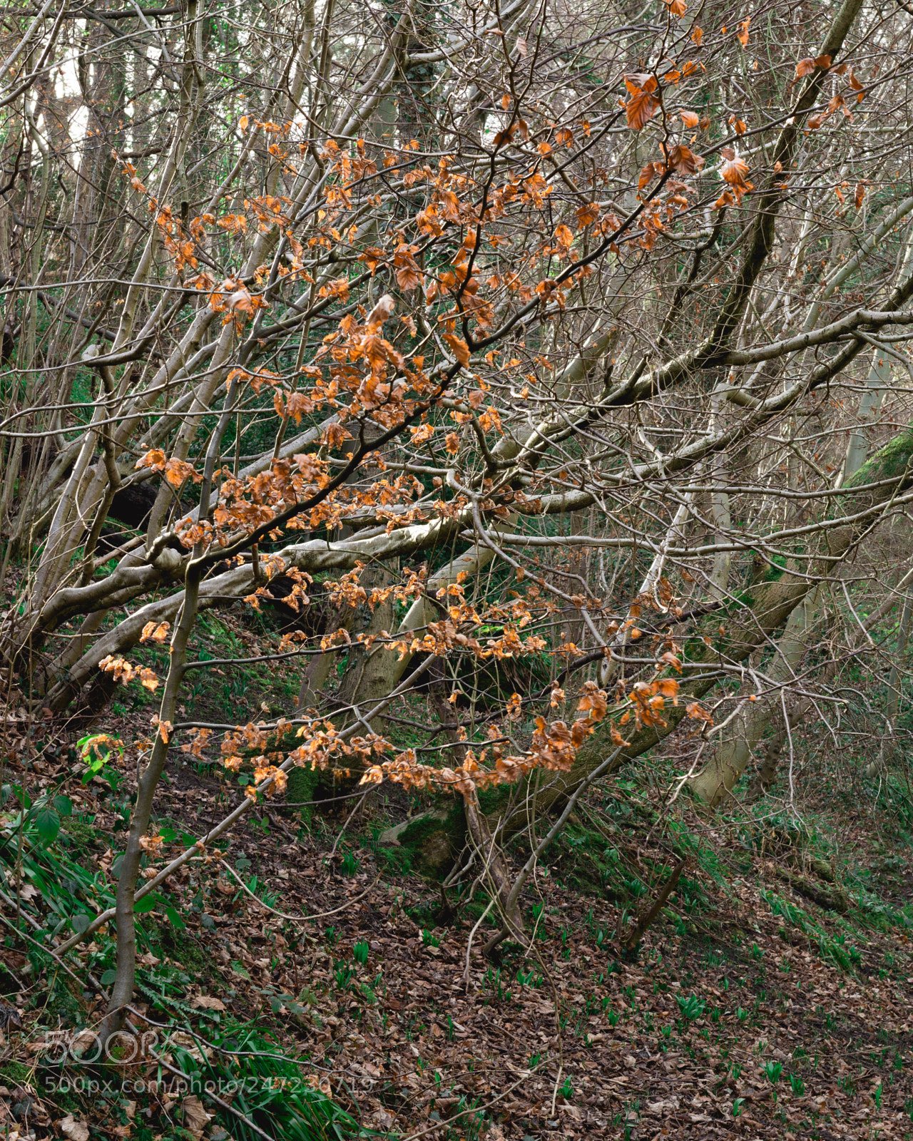 Nikon D610 sample photo. Northumberland woodland photography
