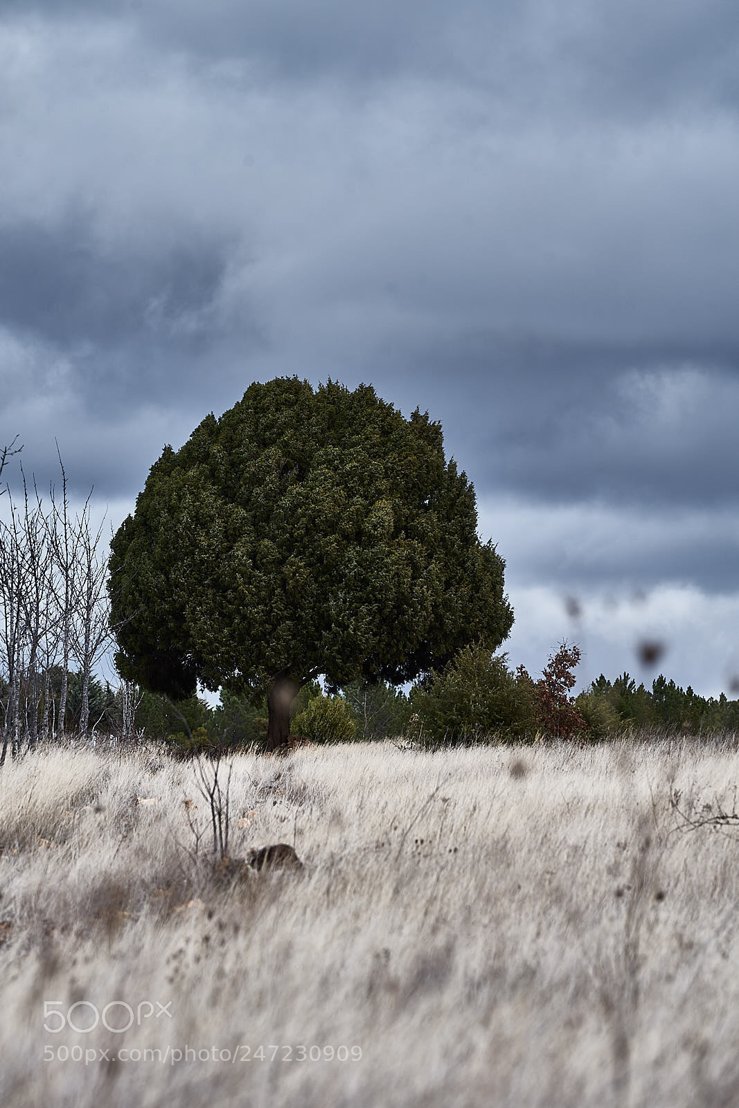 Sony a7 II sample photo. Tree photography