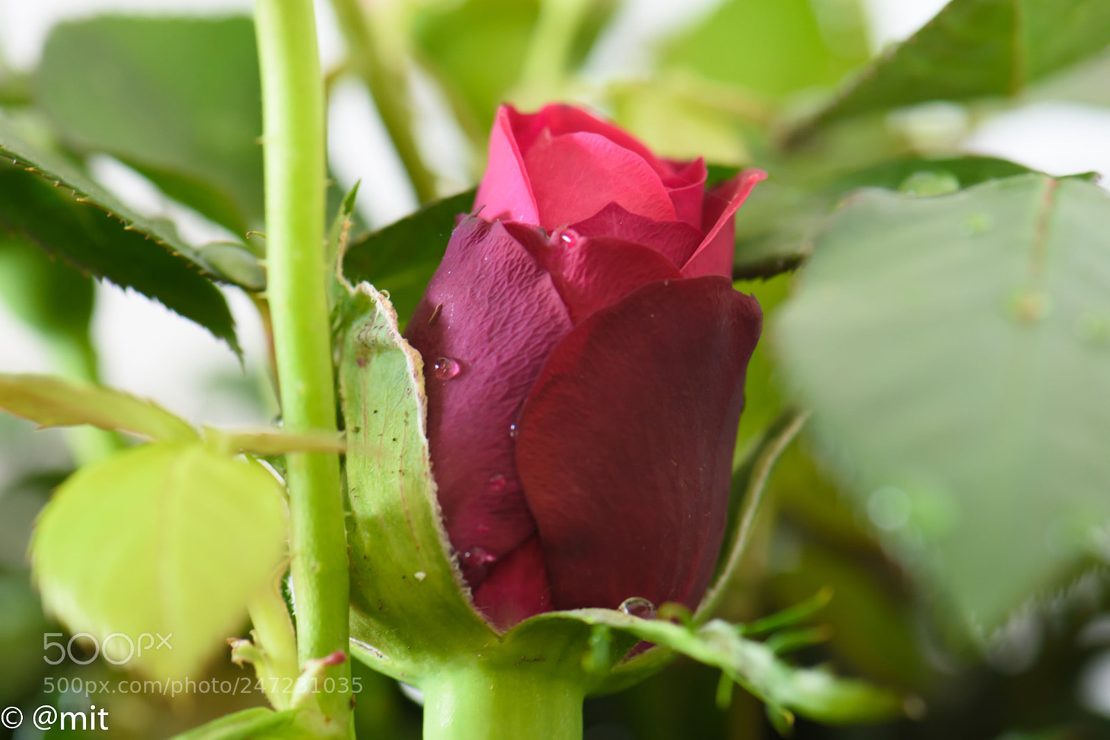 Nikon D7200 sample photo. Rose photography
