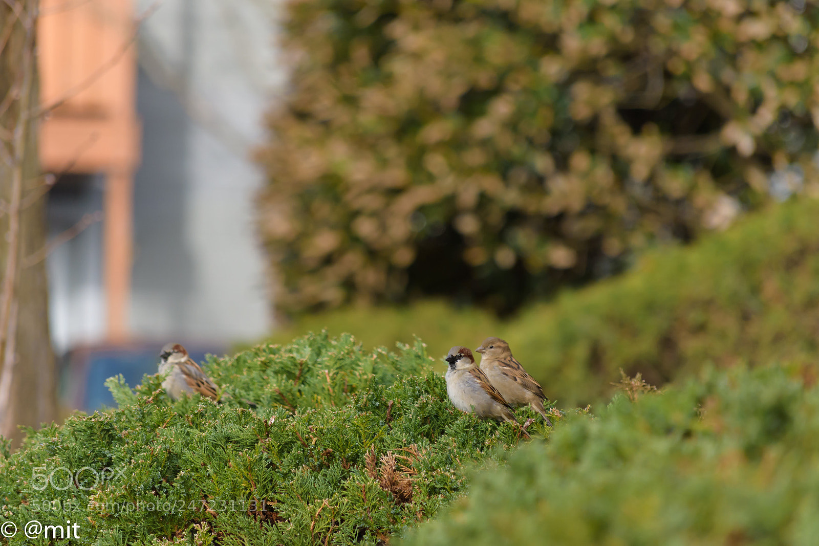 Nikon D7200 sample photo. Sparrows photography