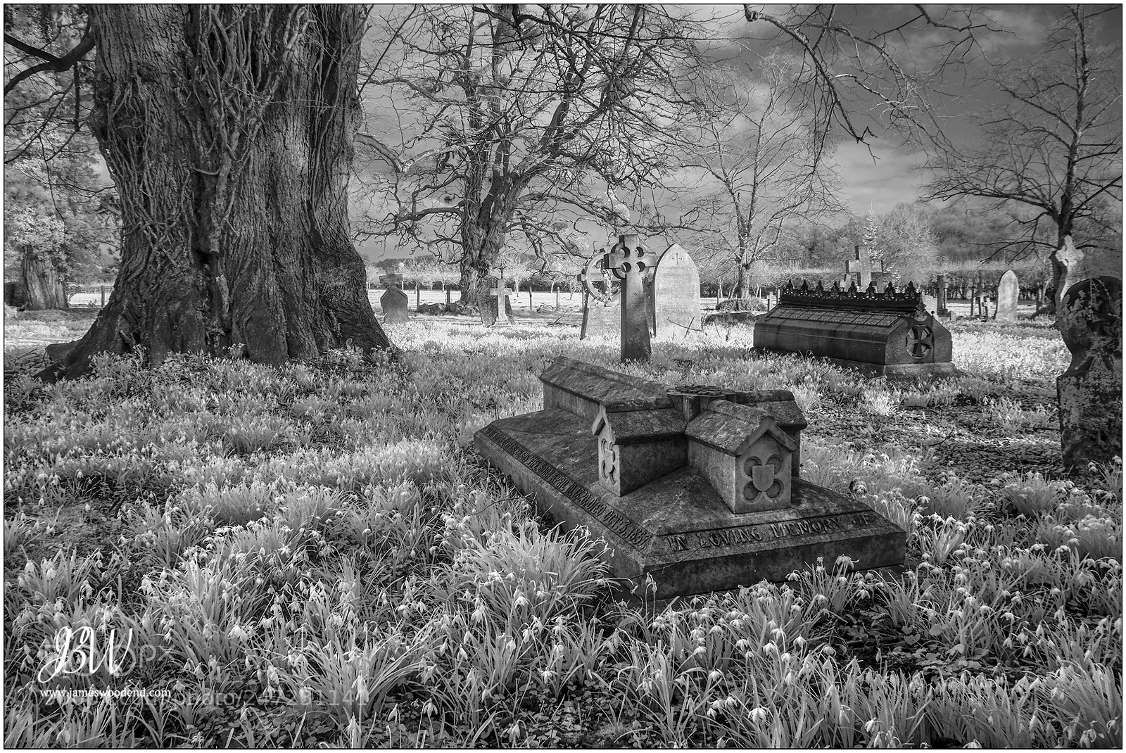 Fujifilm X-T10 sample photo. Snowdrops - field of photography
