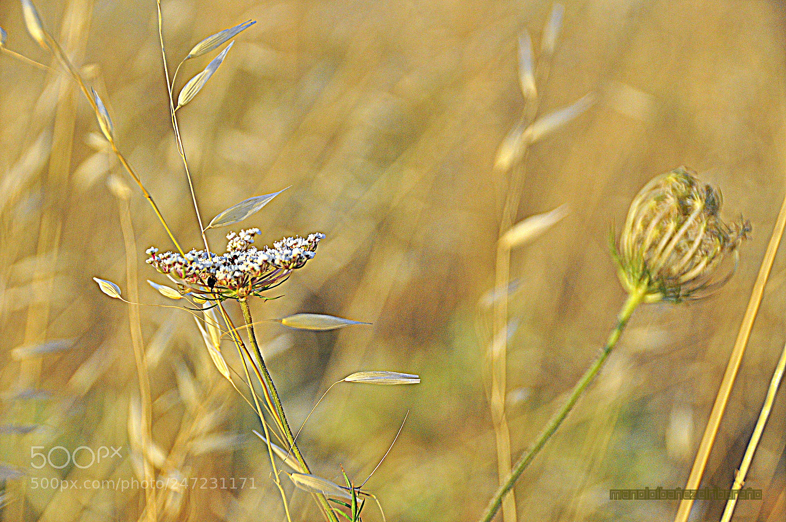 Nikon D90 sample photo. D o photography