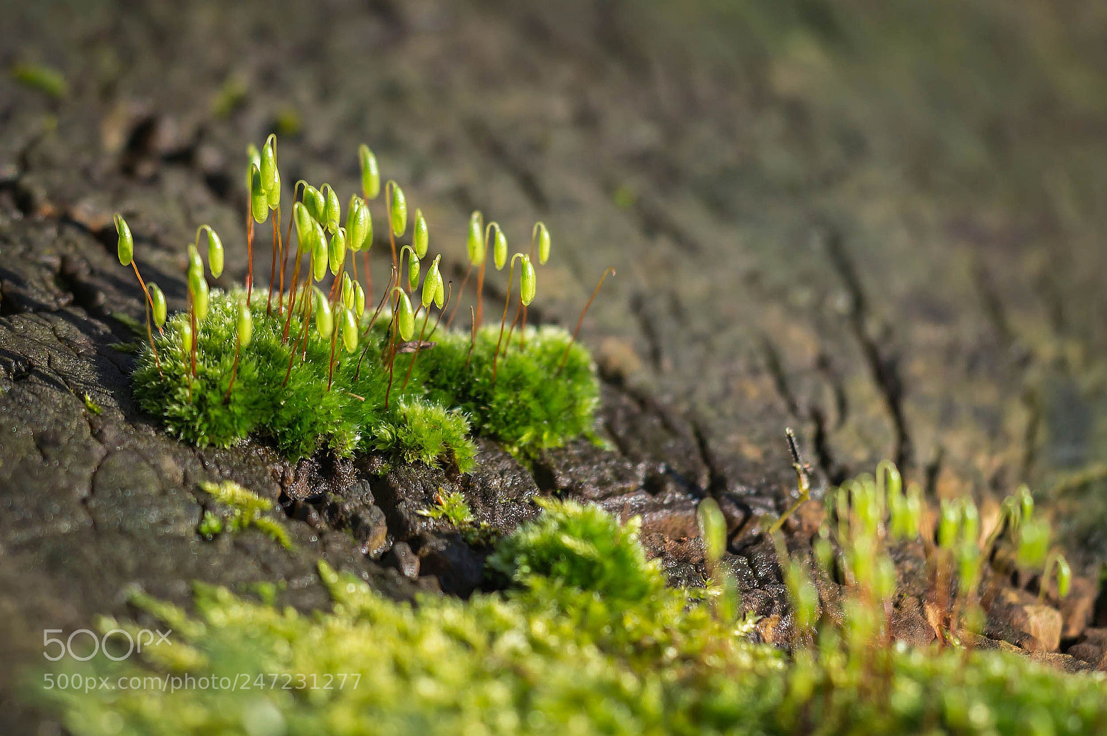 Nikon D3200 sample photo. Ecosystem: microforest photography