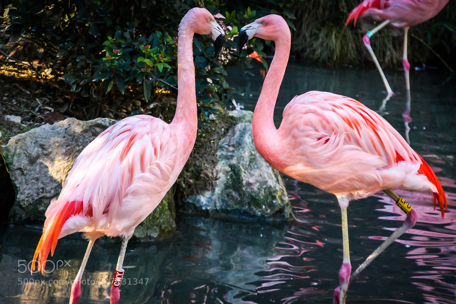 Canon EOS 40D sample photo. Pink flamingo photography