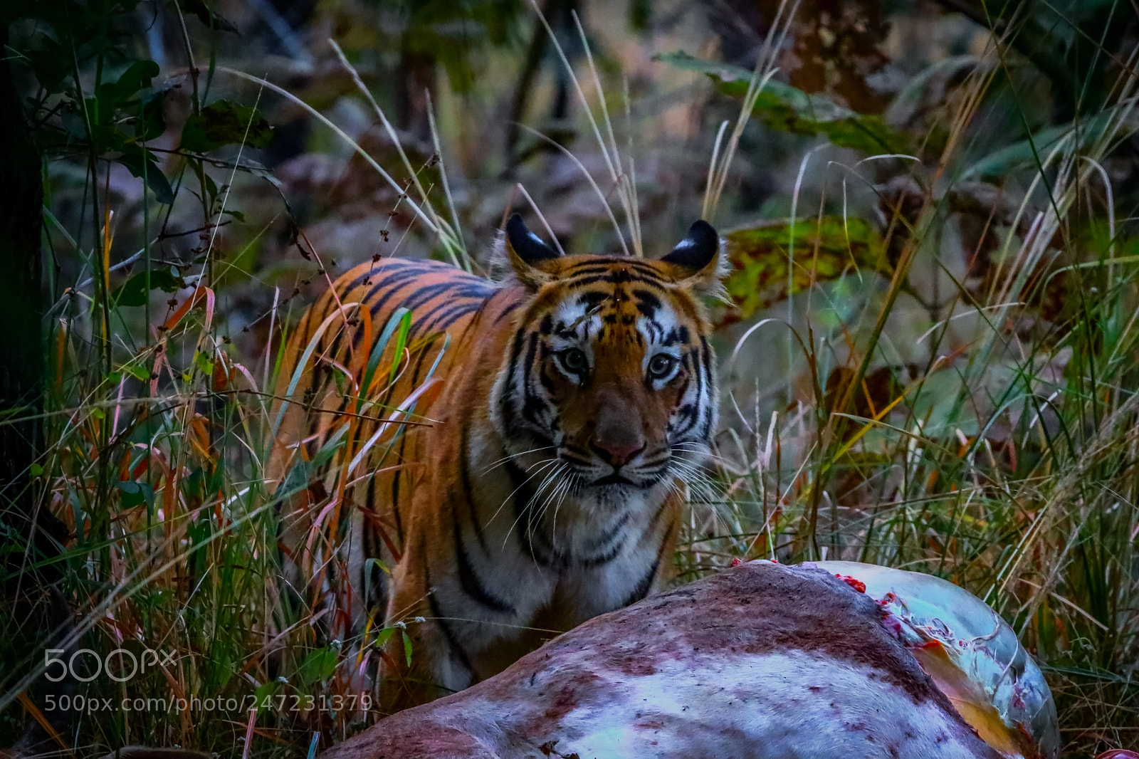 Canon EOS 80D sample photo. Tigress photography