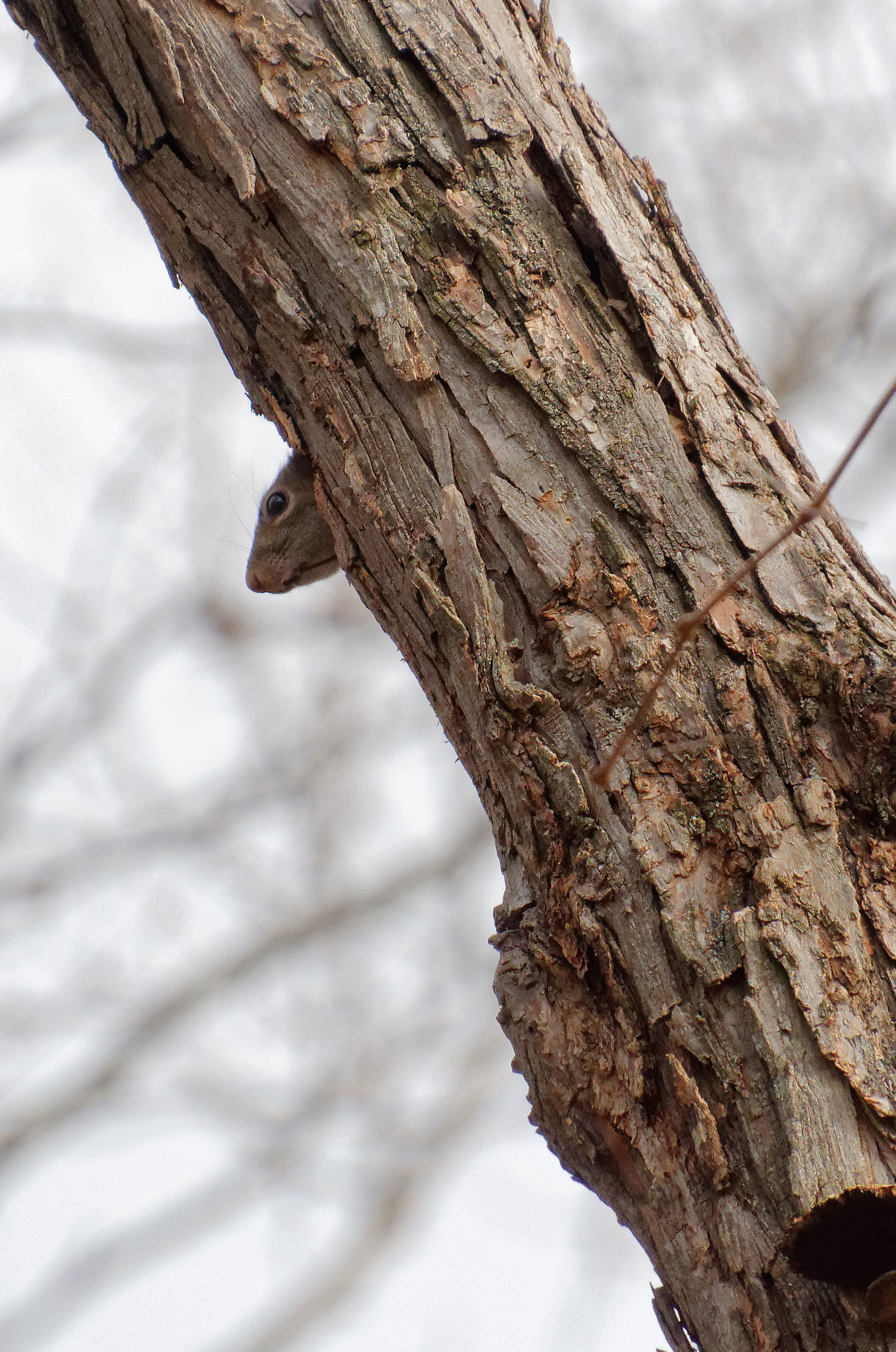 Nikon D5100 sample photo. Can you see it ?!?! photography