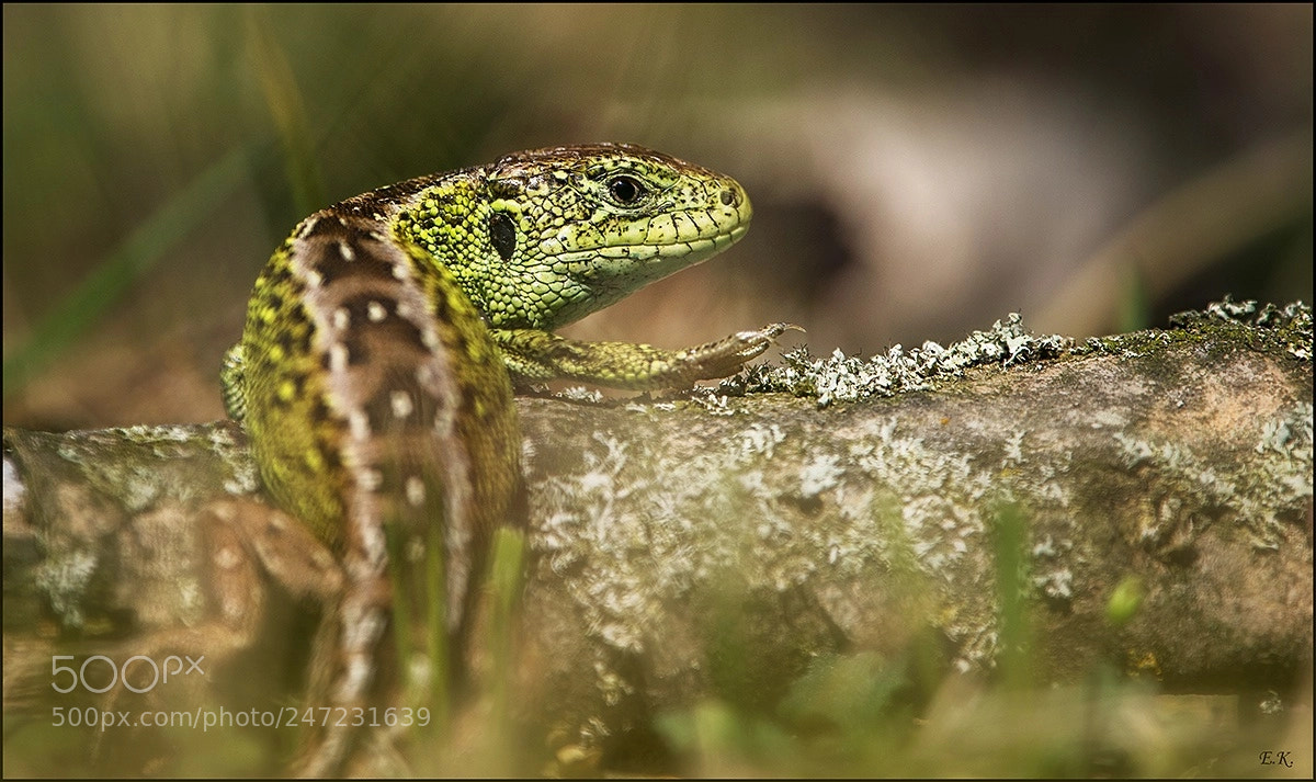Nikon D500 sample photo. Sand lizard photography