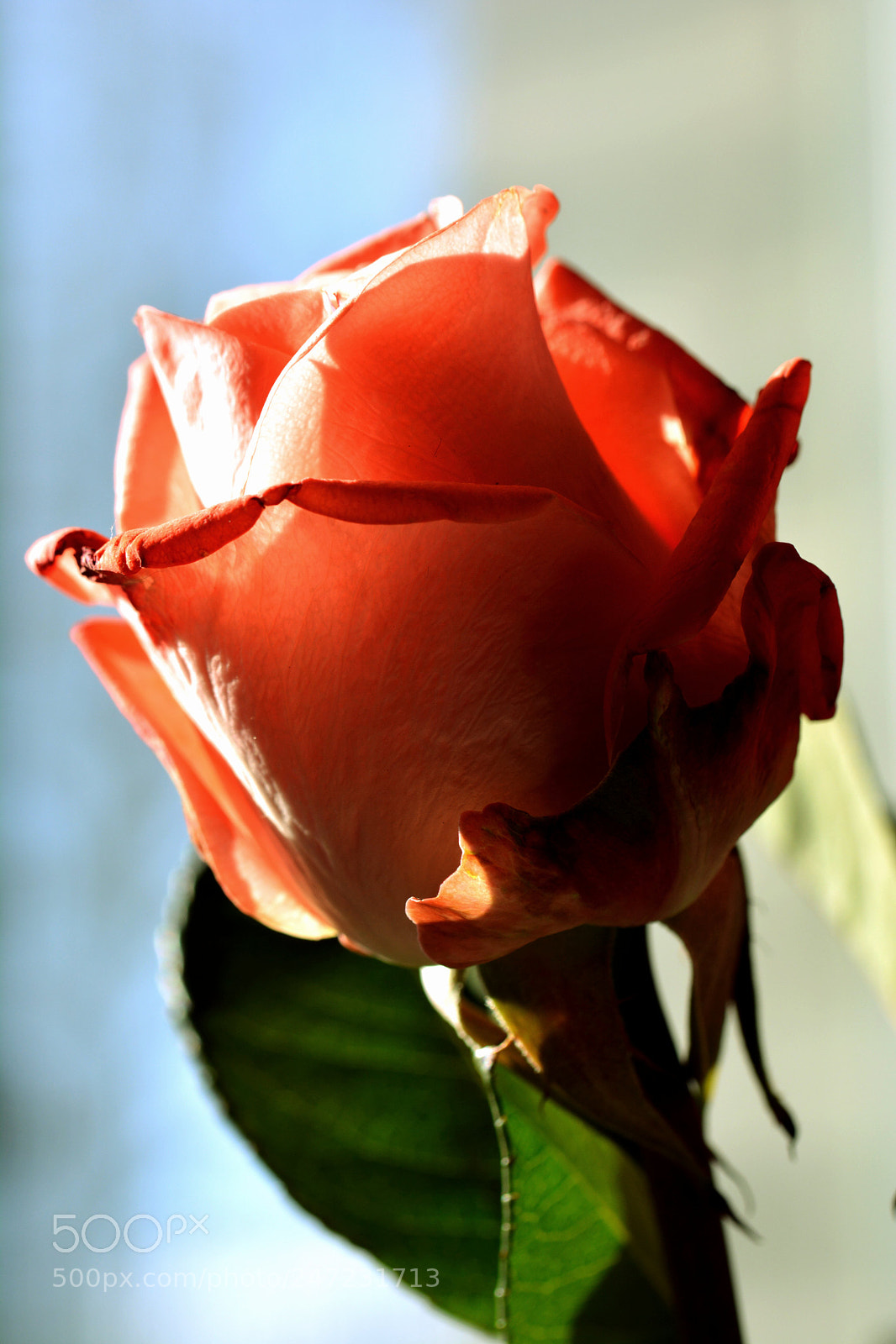Nikon D5200 sample photo. Greetings to photo colleugues photography