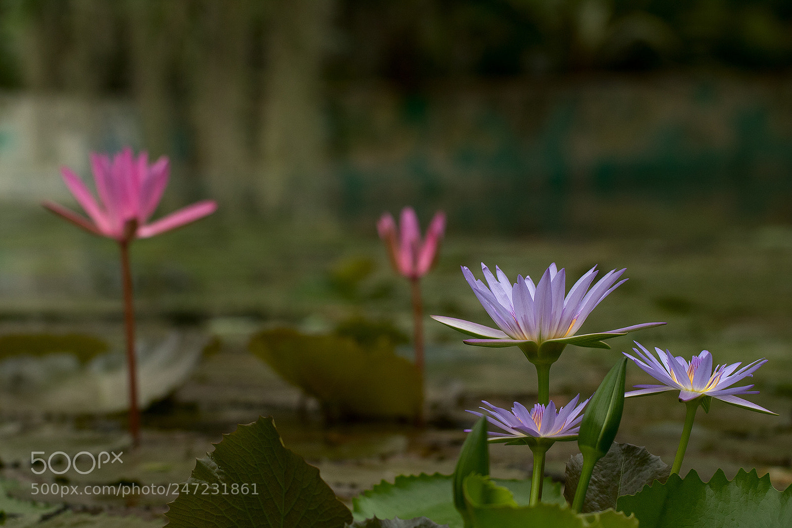 Canon EOS 750D (EOS Rebel T6i / EOS Kiss X8i) sample photo. Water lily photography