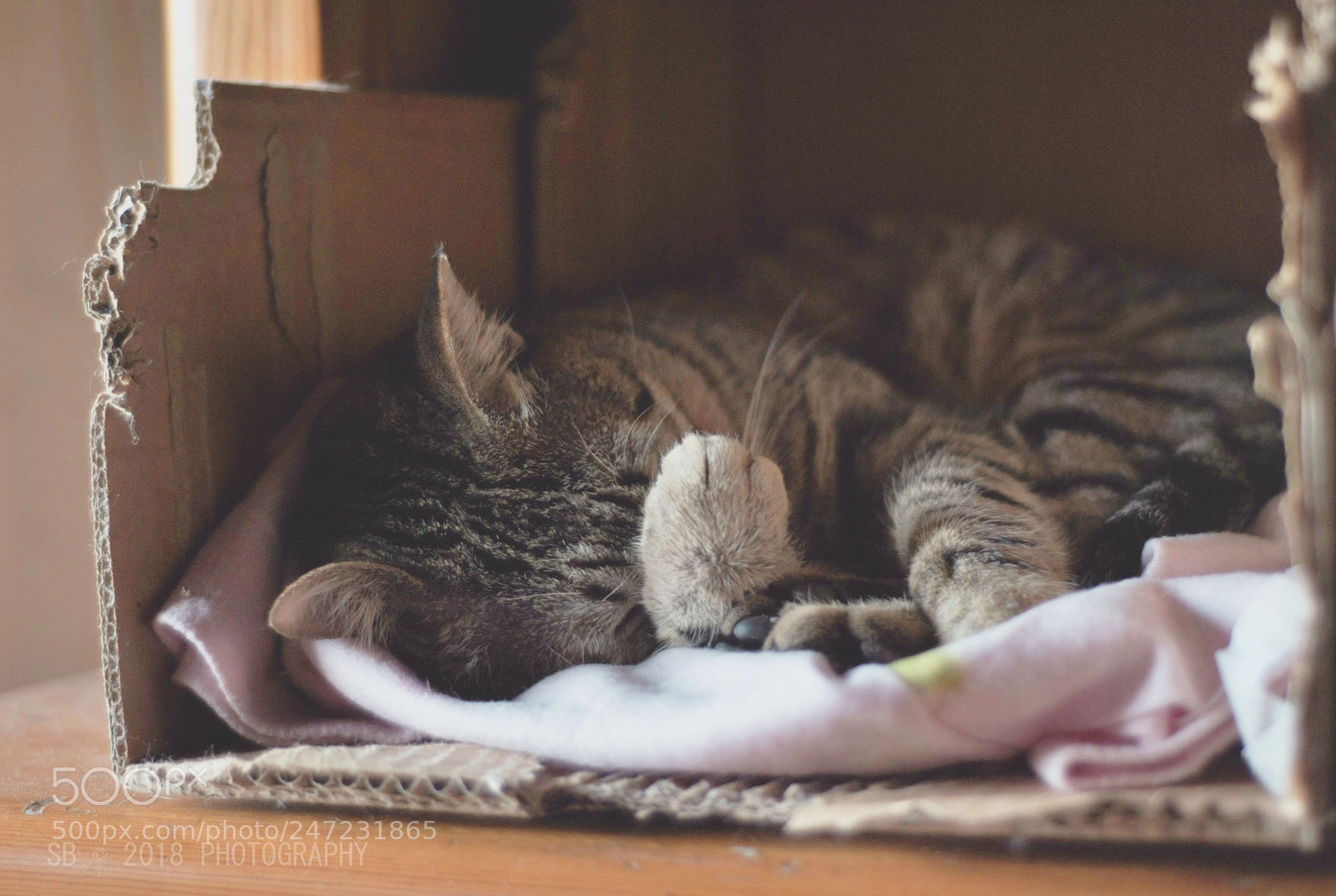 Nikon D3000 sample photo. Sleepy cat photography
